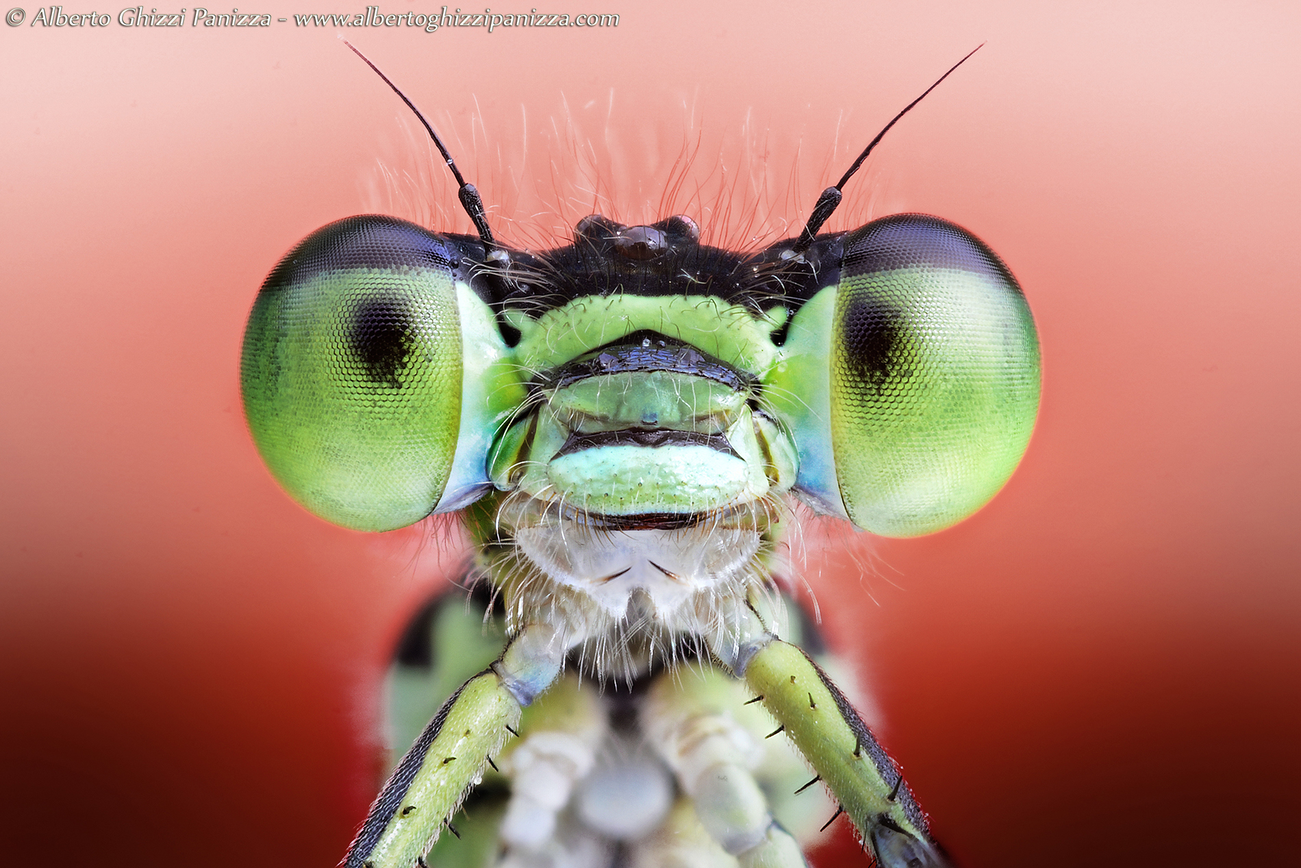 Damigella su papavero