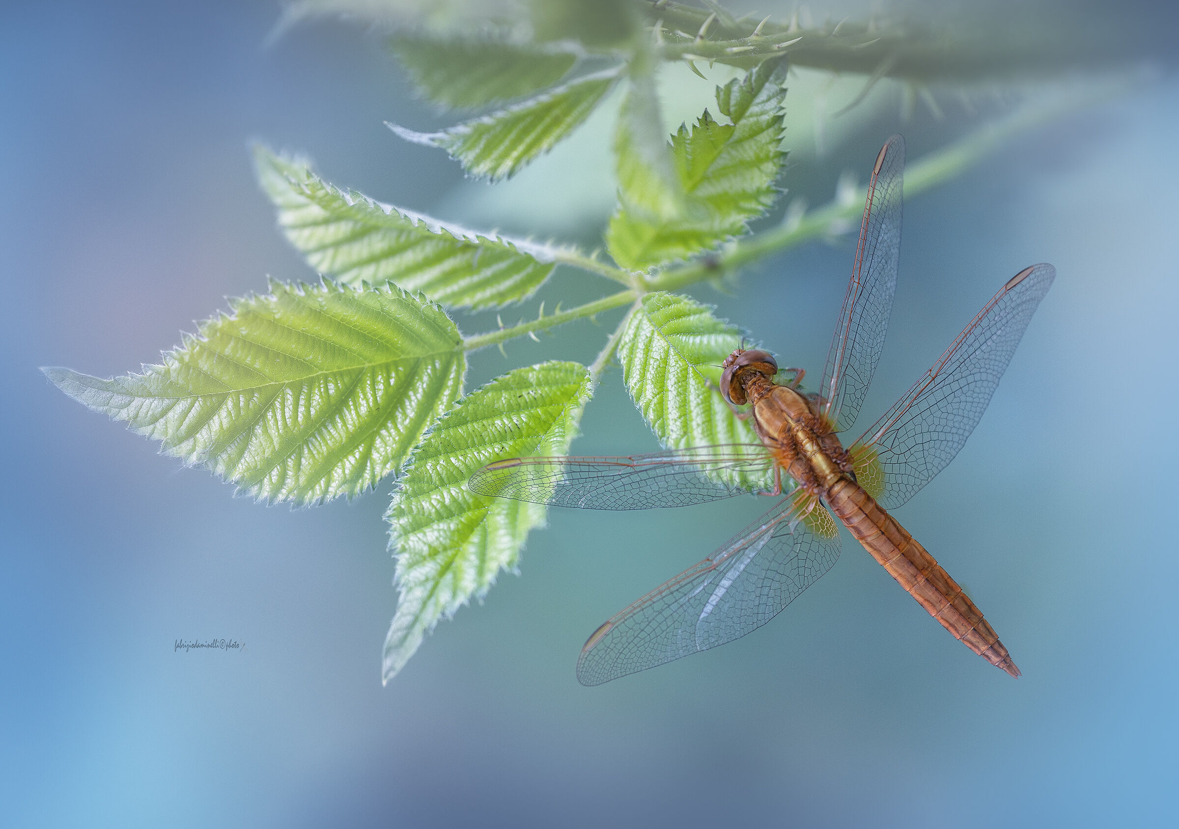 Crocothemis erythraea