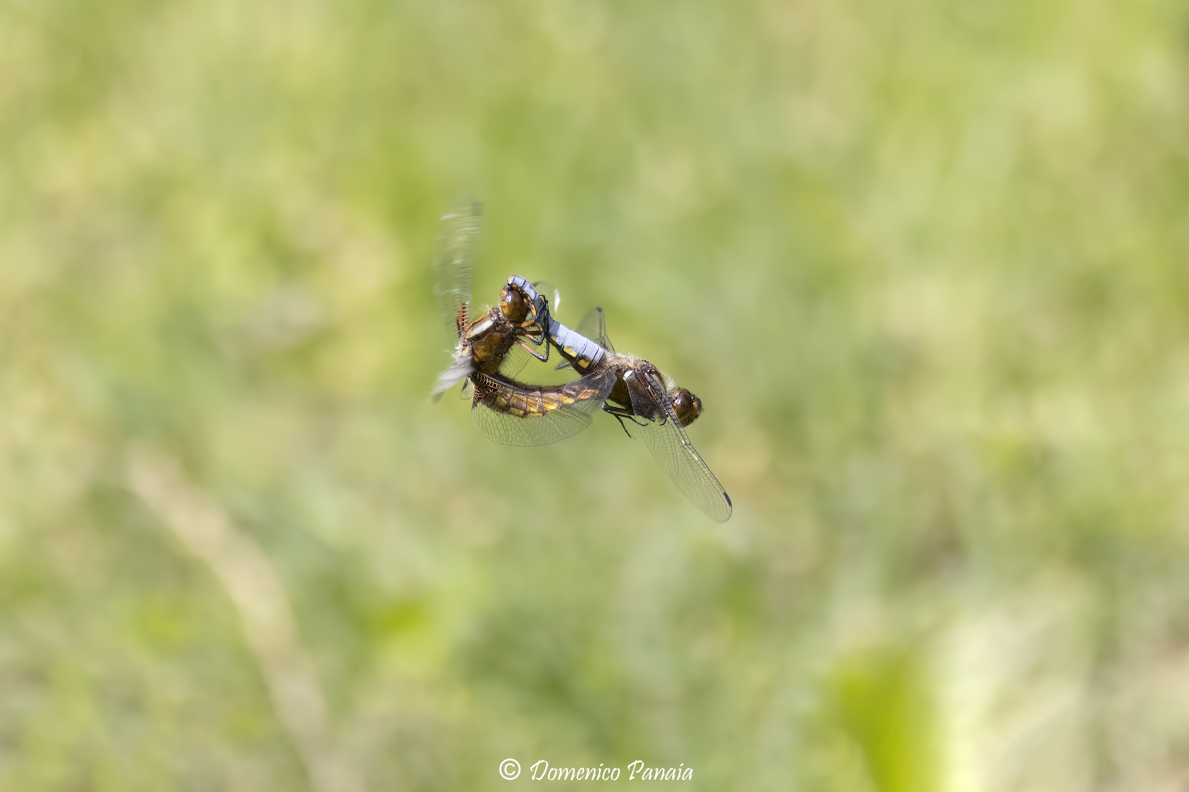 libellula depressa