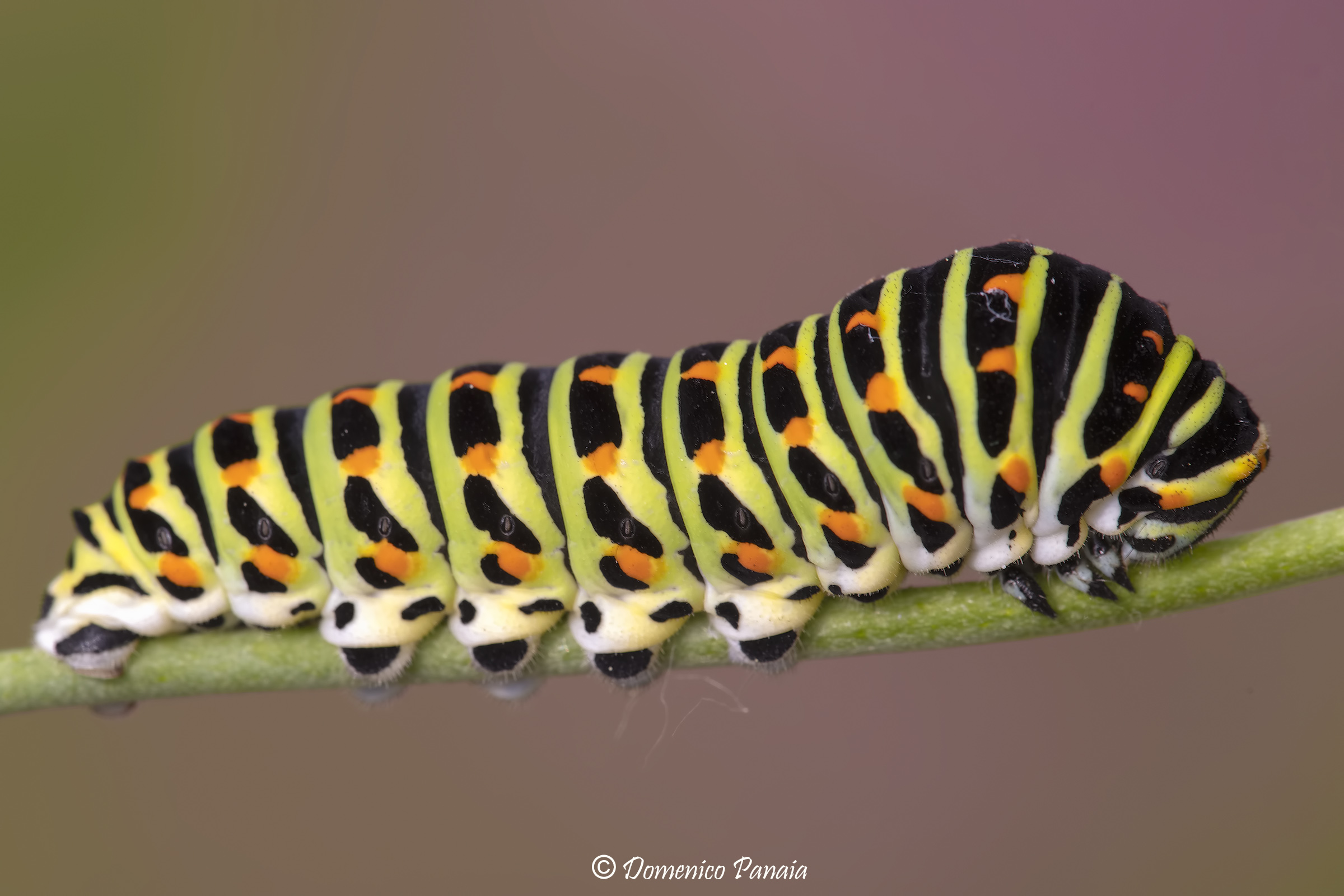 swallowtail caterpillar