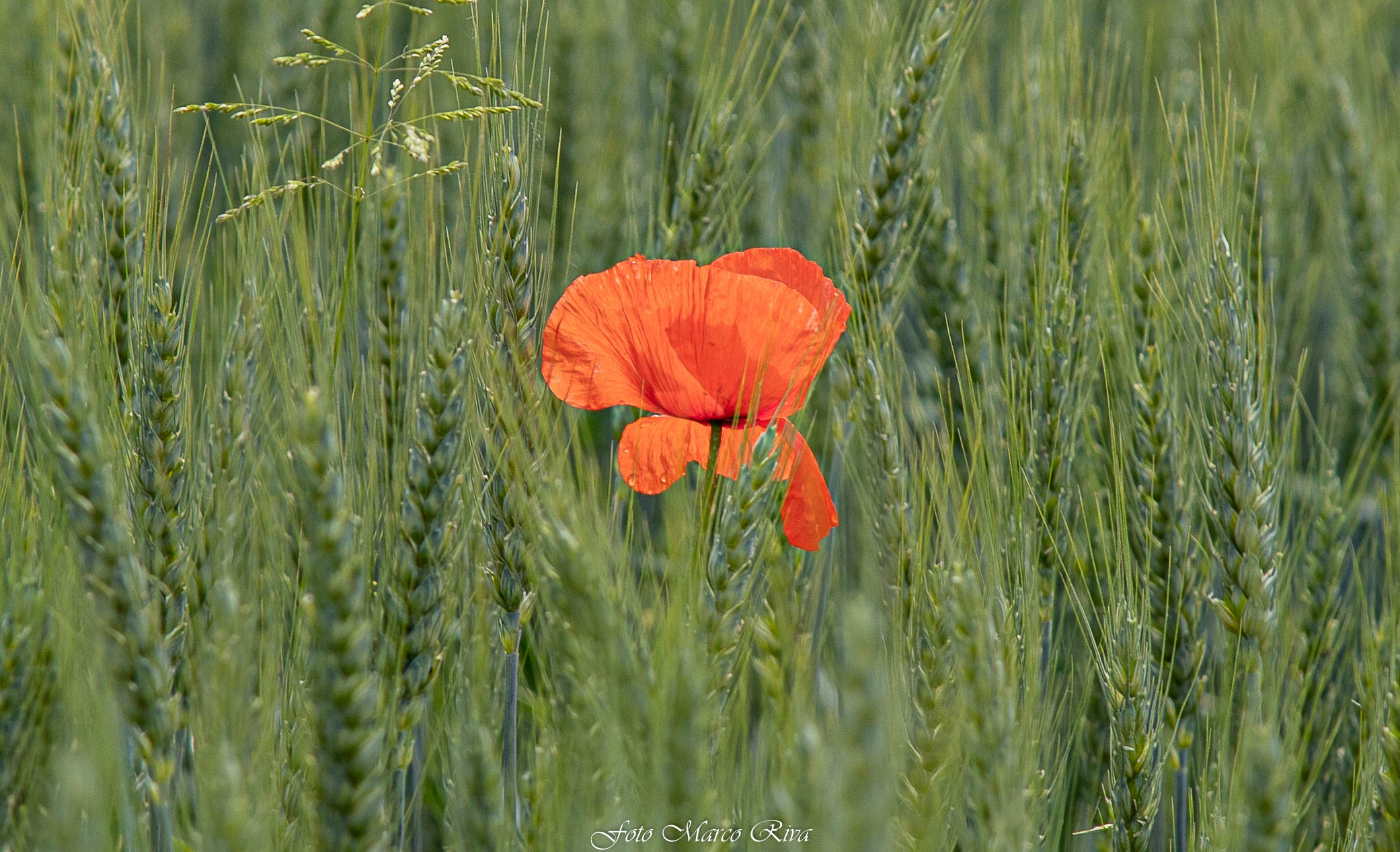 Poppy among the ears of wheat