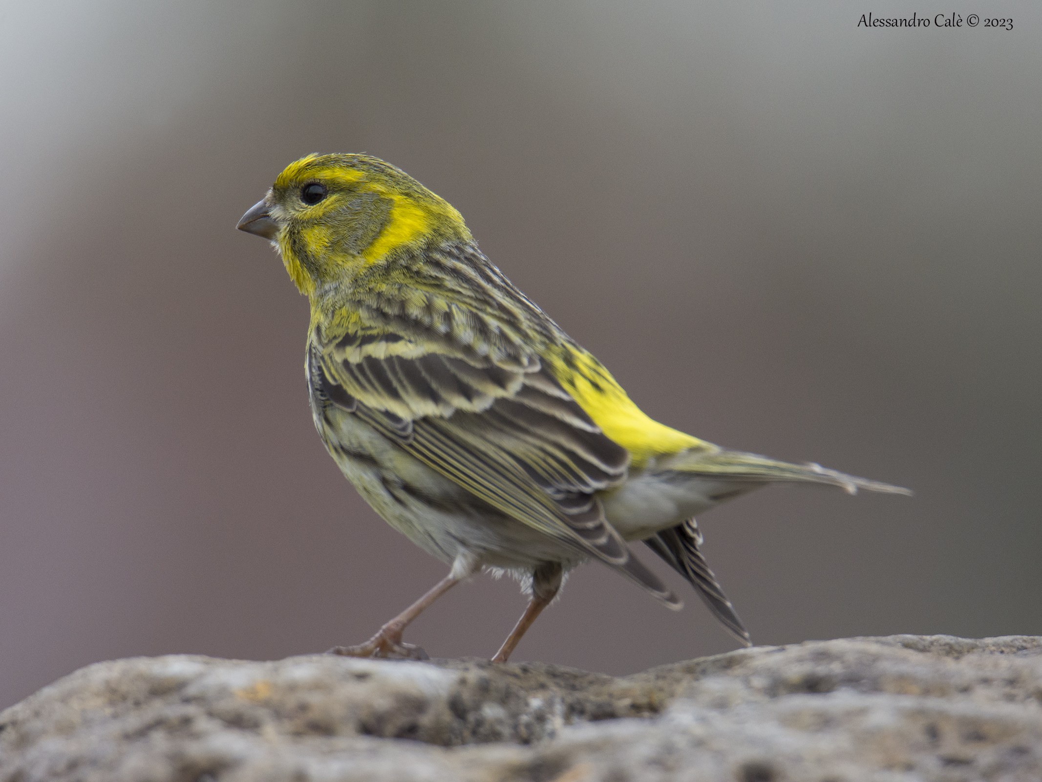 Serinus serinus (Serin) 0595