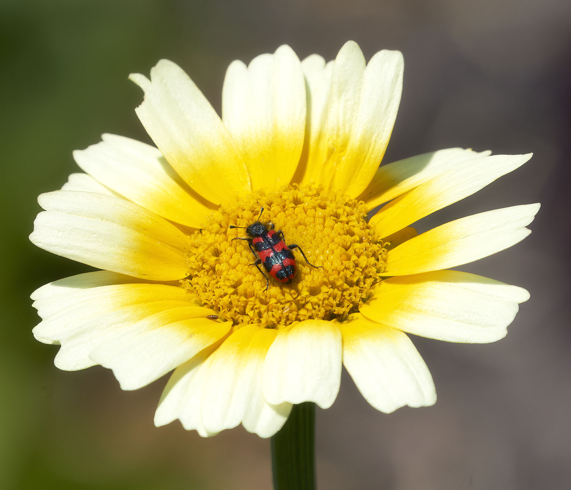 tricode delle api - 14.05.23