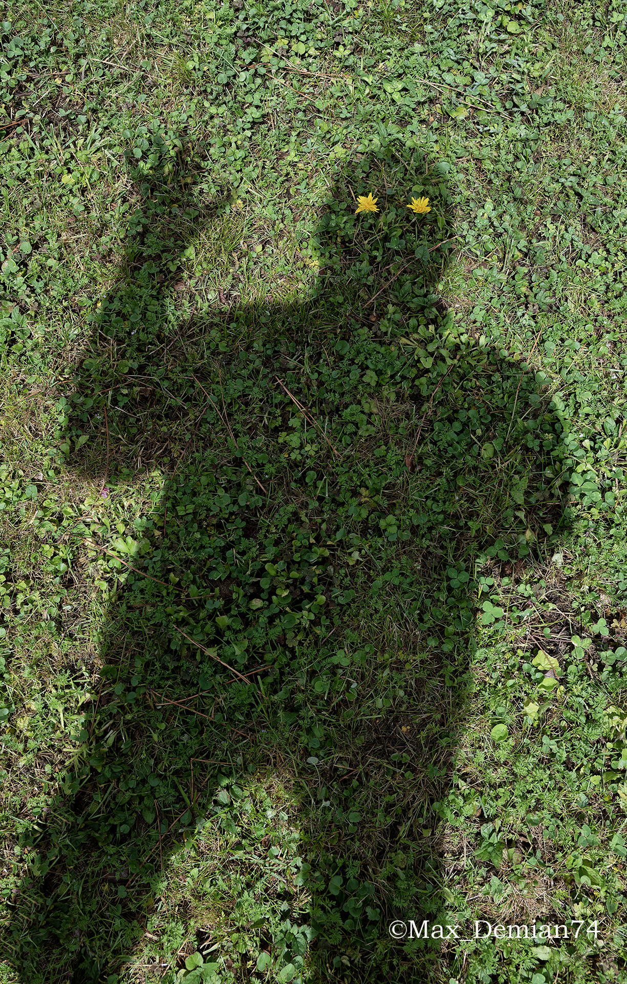 my Shadow