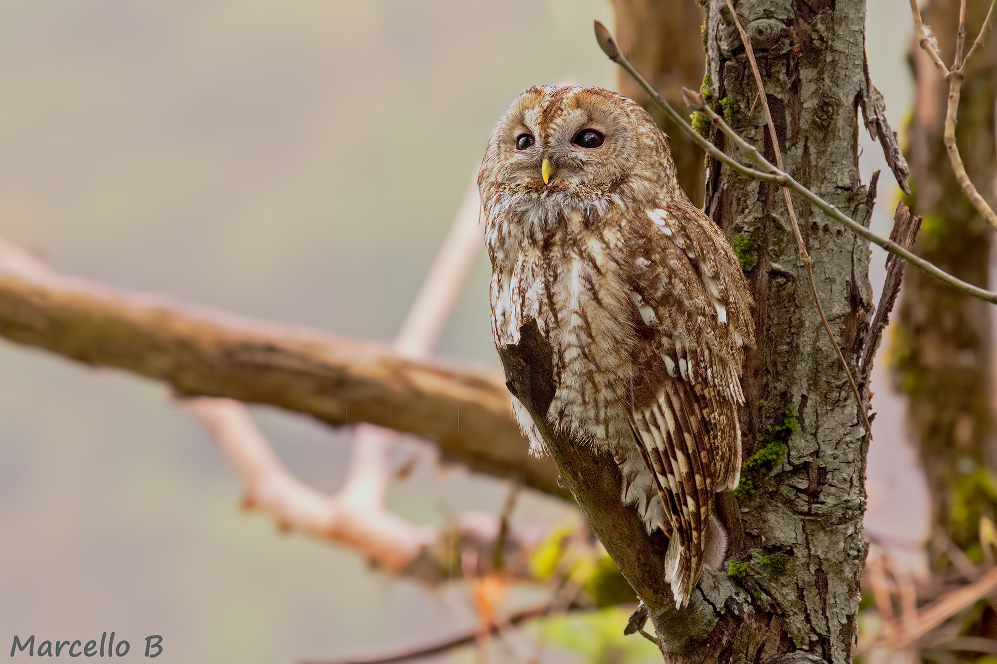 Fool!!!  Tawny owl (Strix aluco) Apuan Alps .
