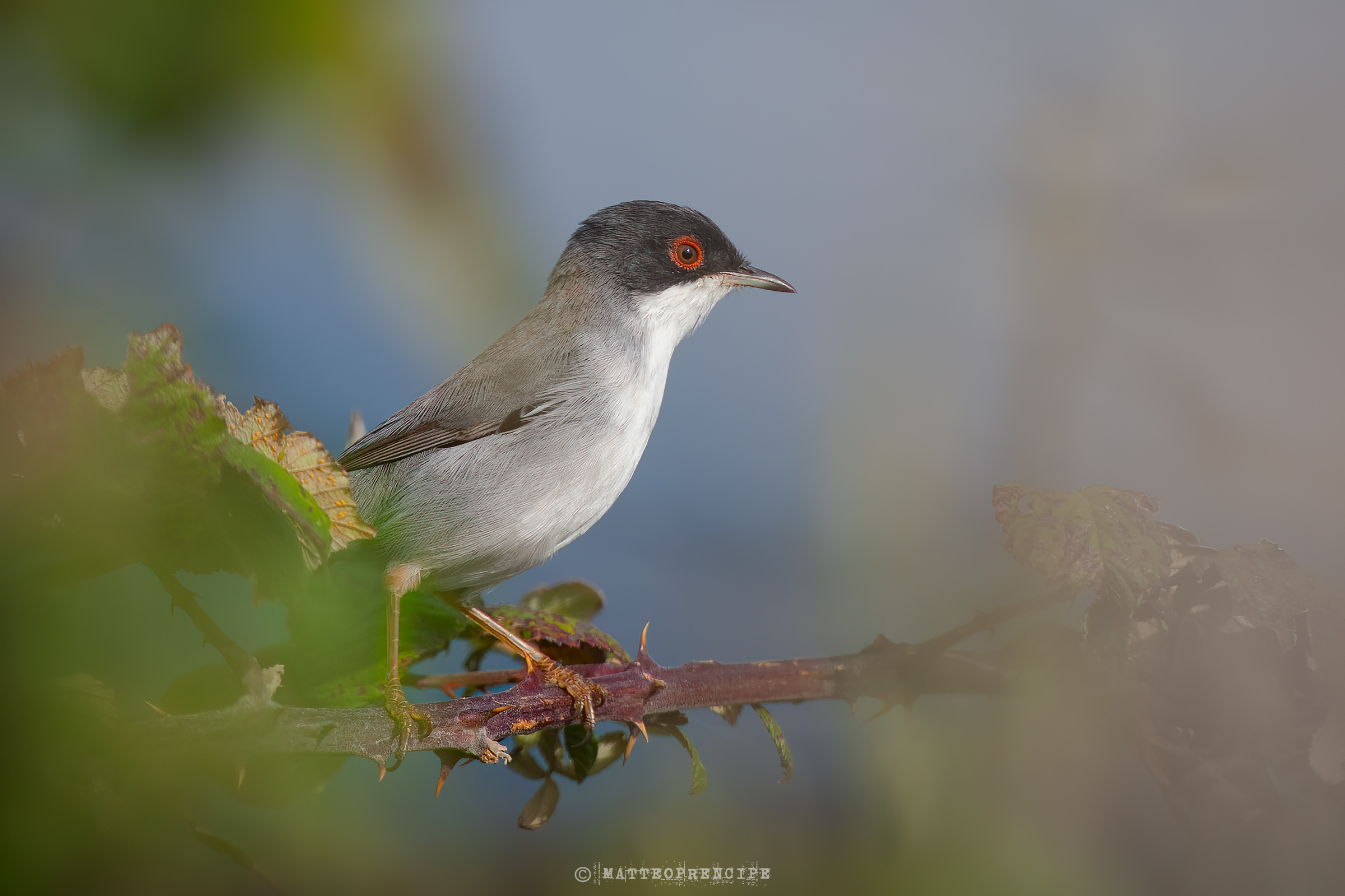 Sardinian warbler