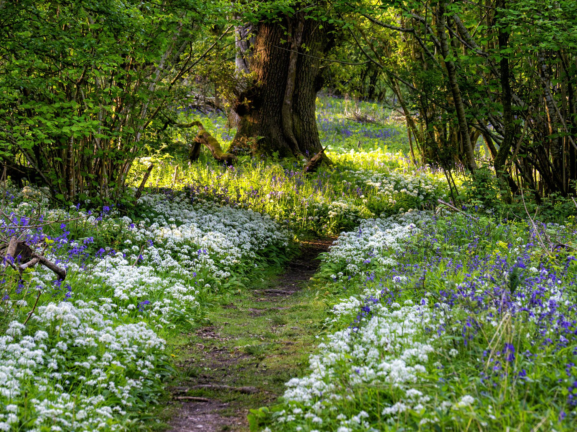 La strada attraverso il bosco