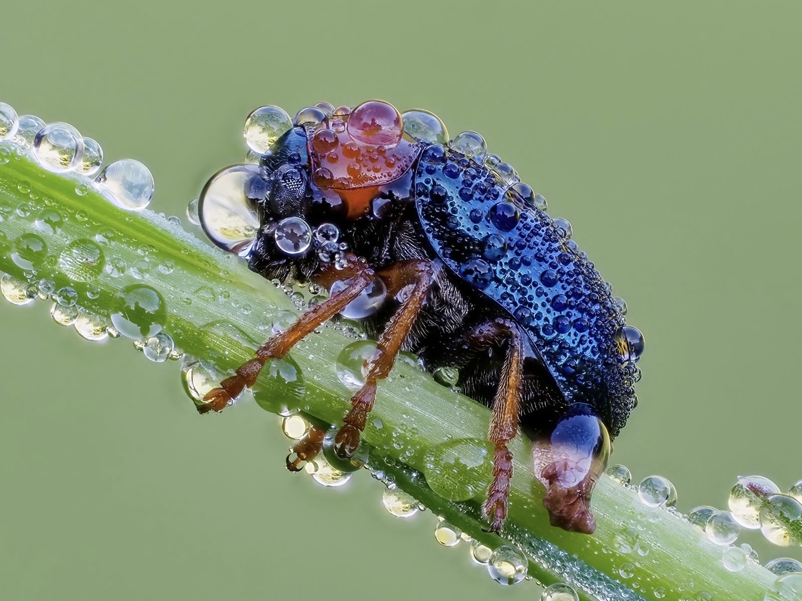 Smaragdina sp.