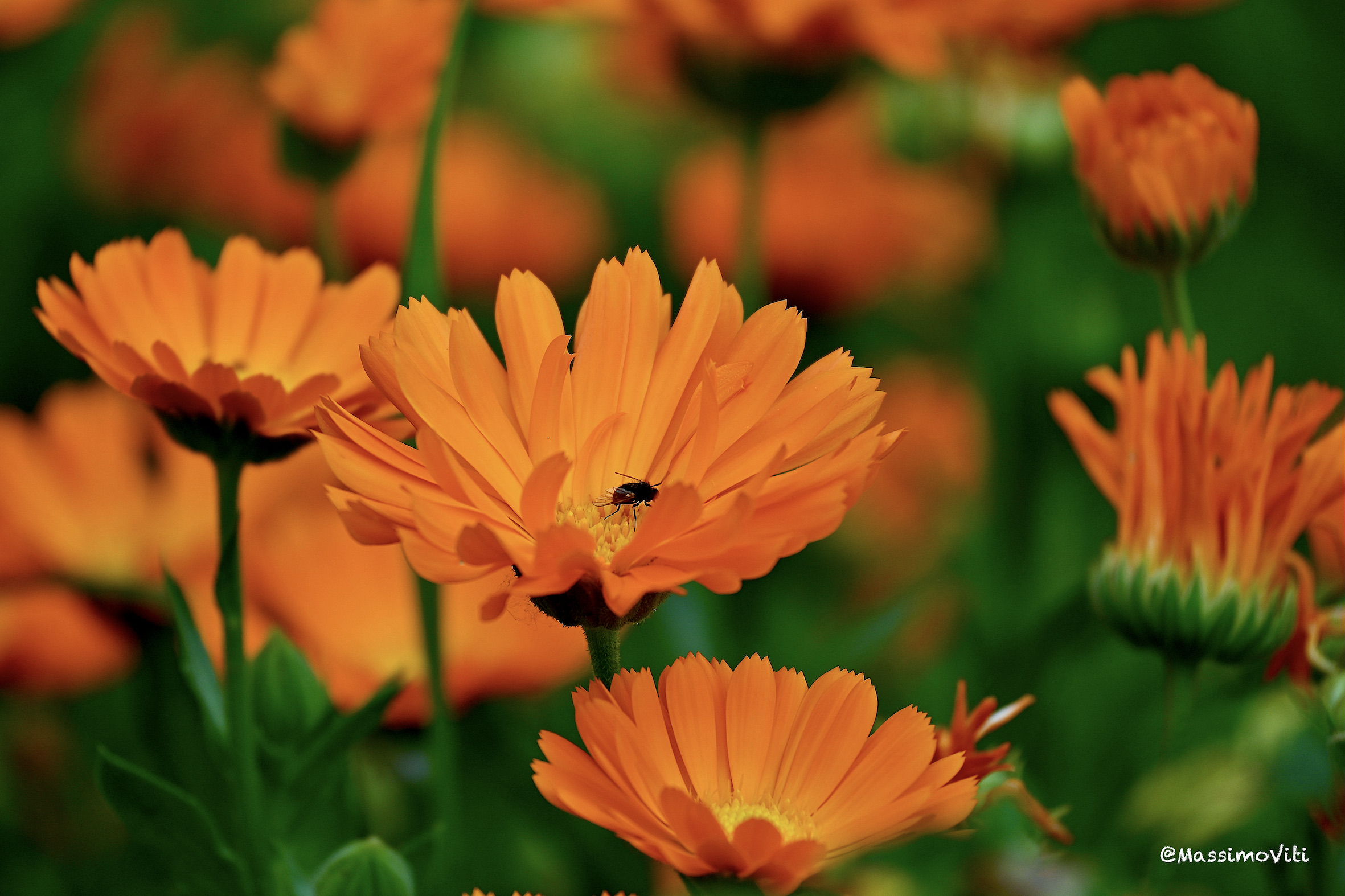 Wild marigold