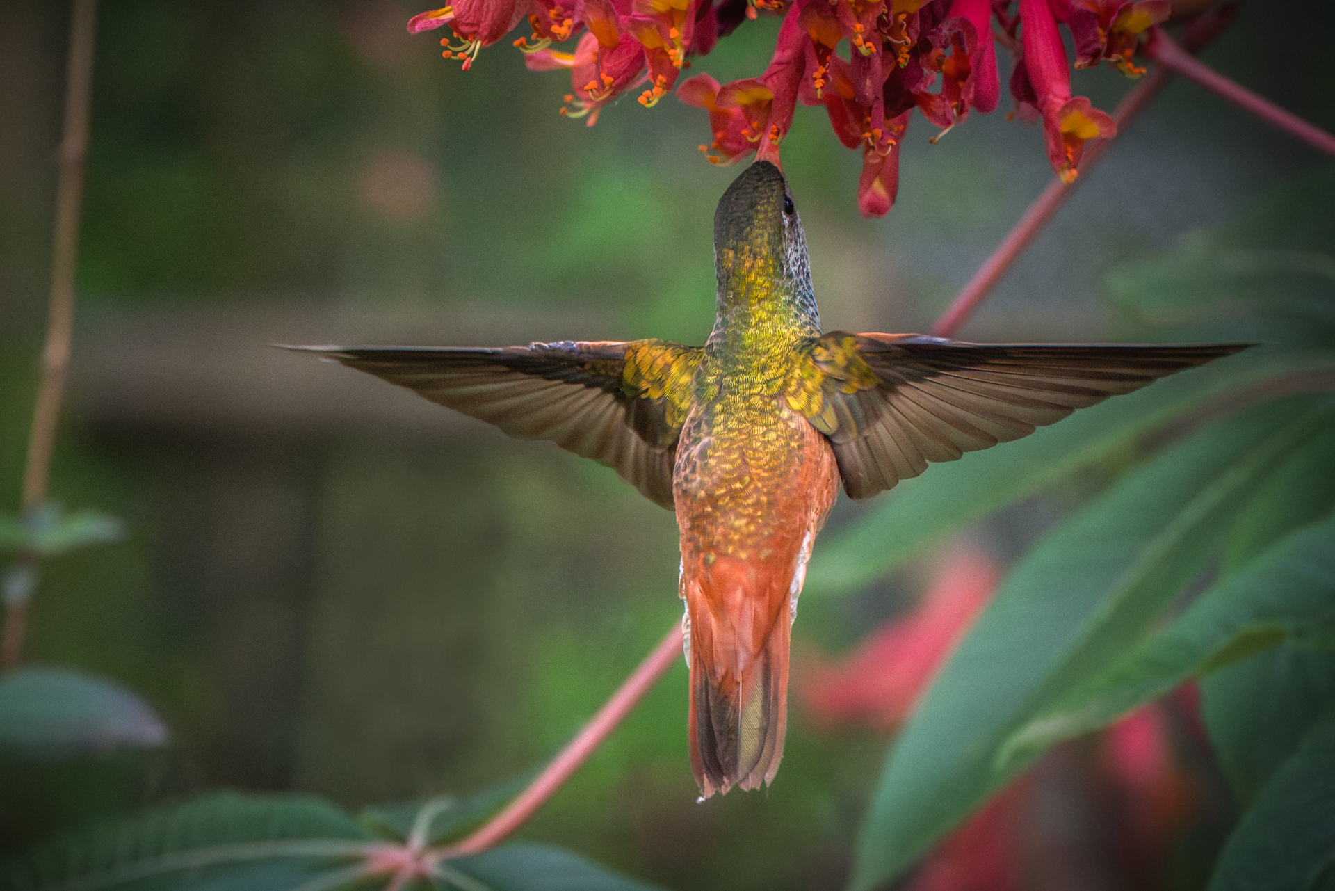 Hummingbird