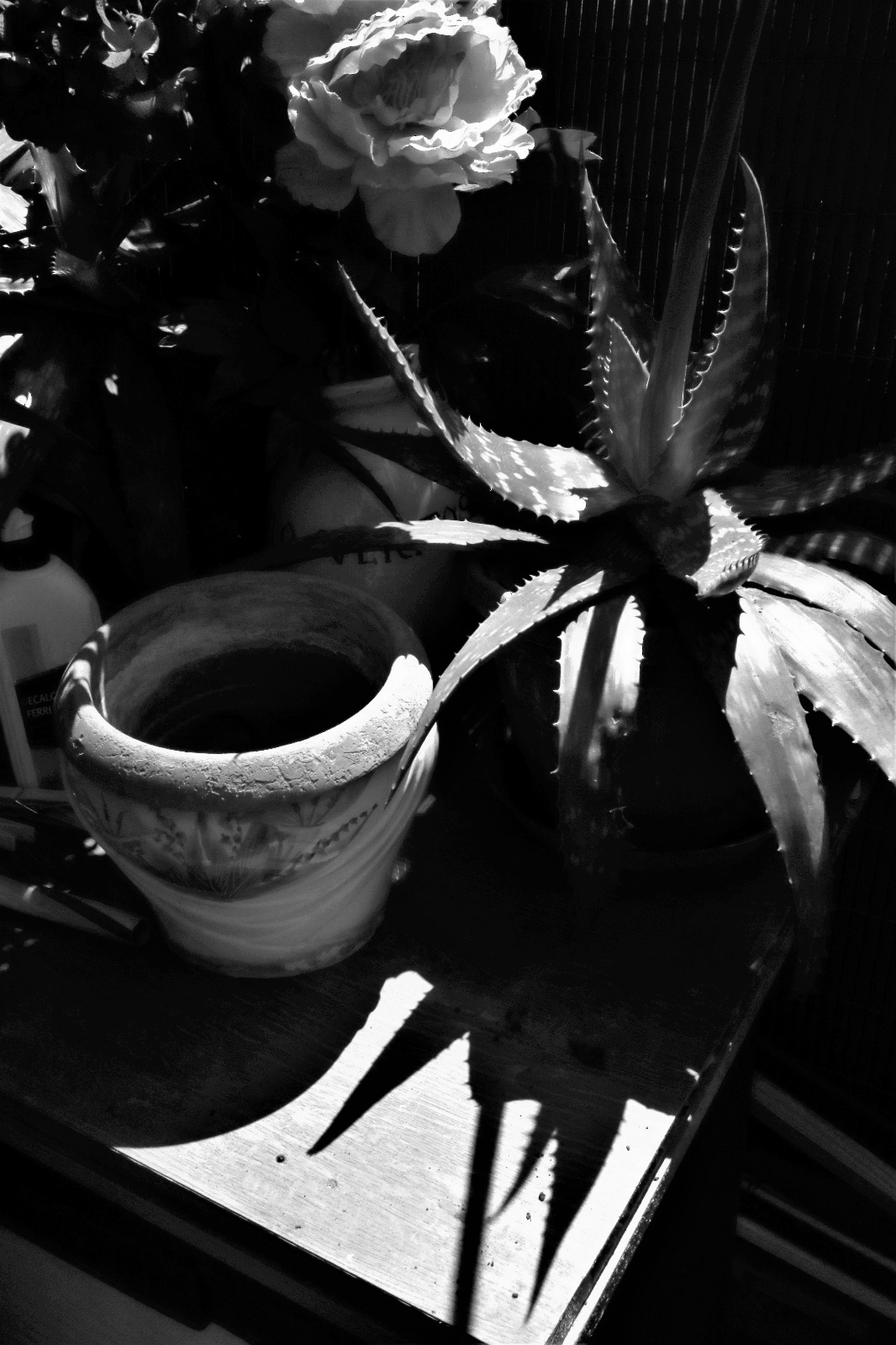 Black and white test for my seedling