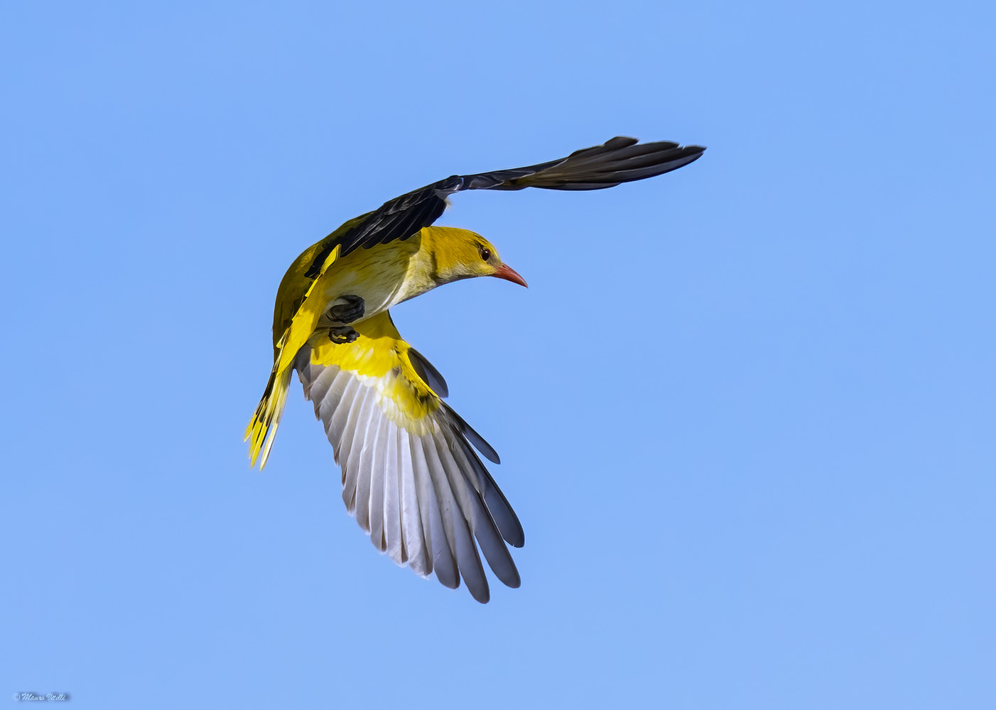 Oriole (Oriolus oriolus)