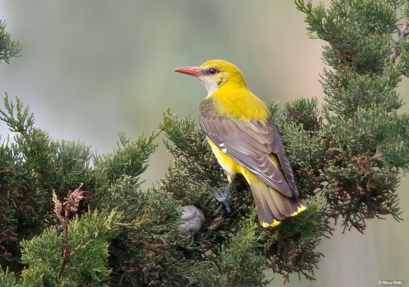 Oriole (Oriolus oriolus)