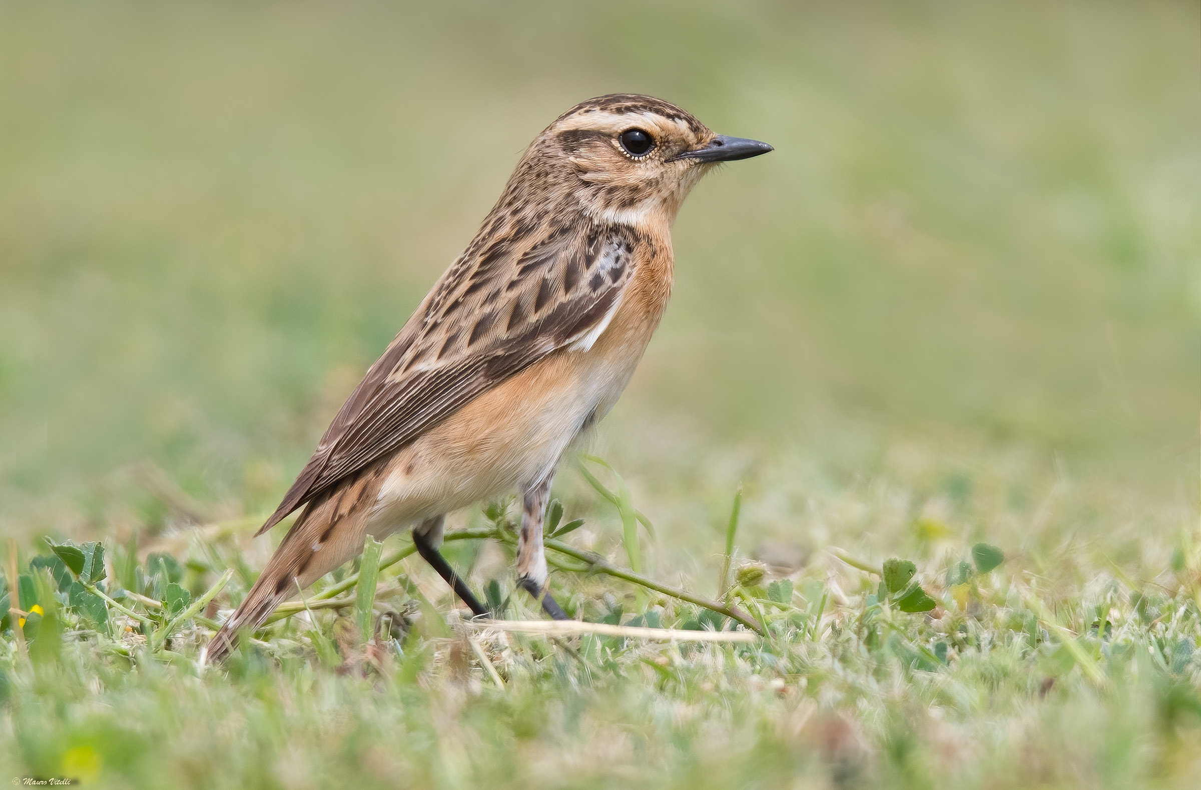 Stiaccino (Saxicola rubetra)