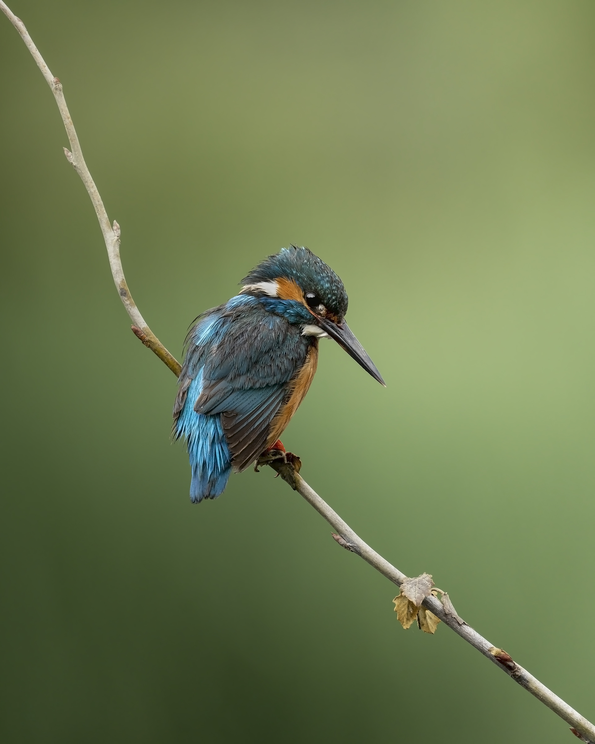 Kingfisher