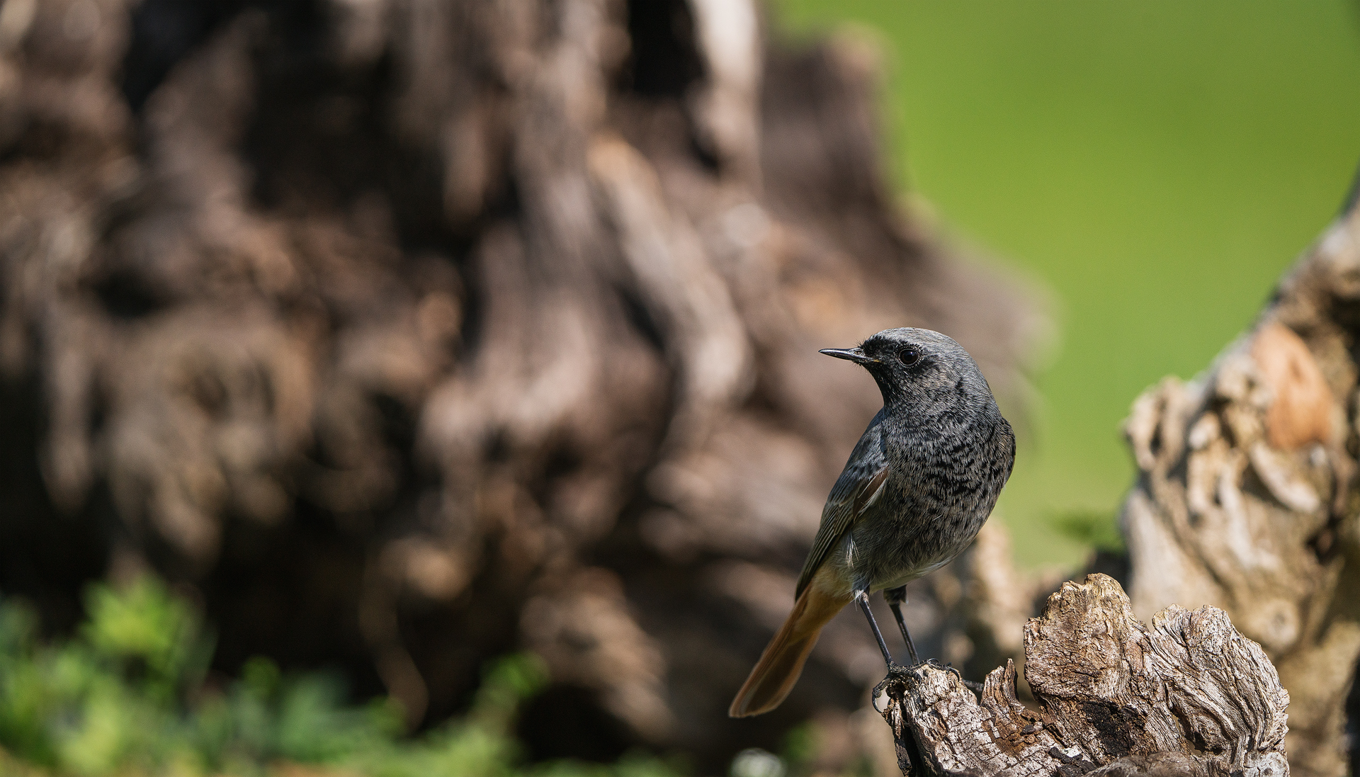 The redstart chimney sweep