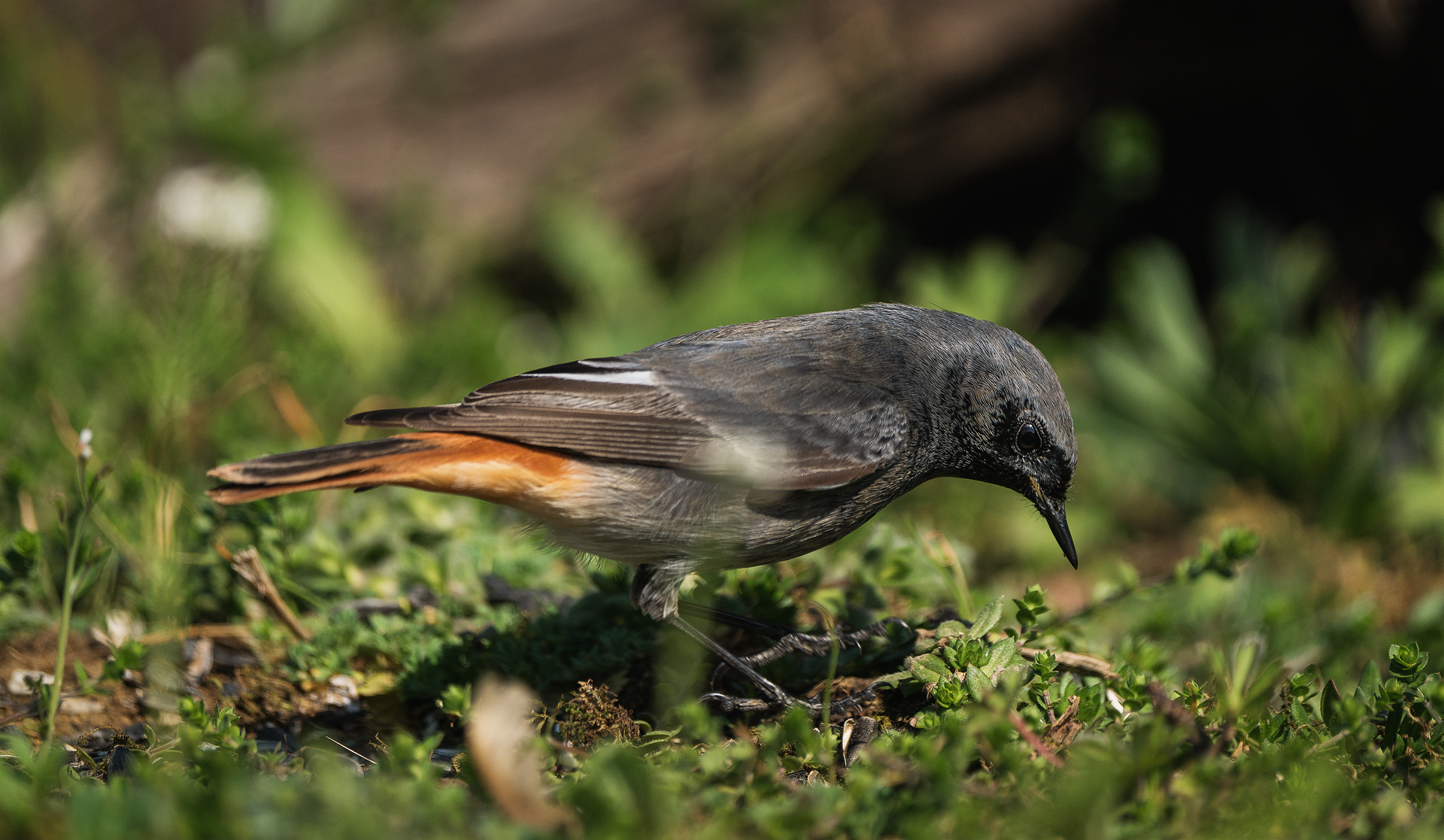 The redstart chimney sweep