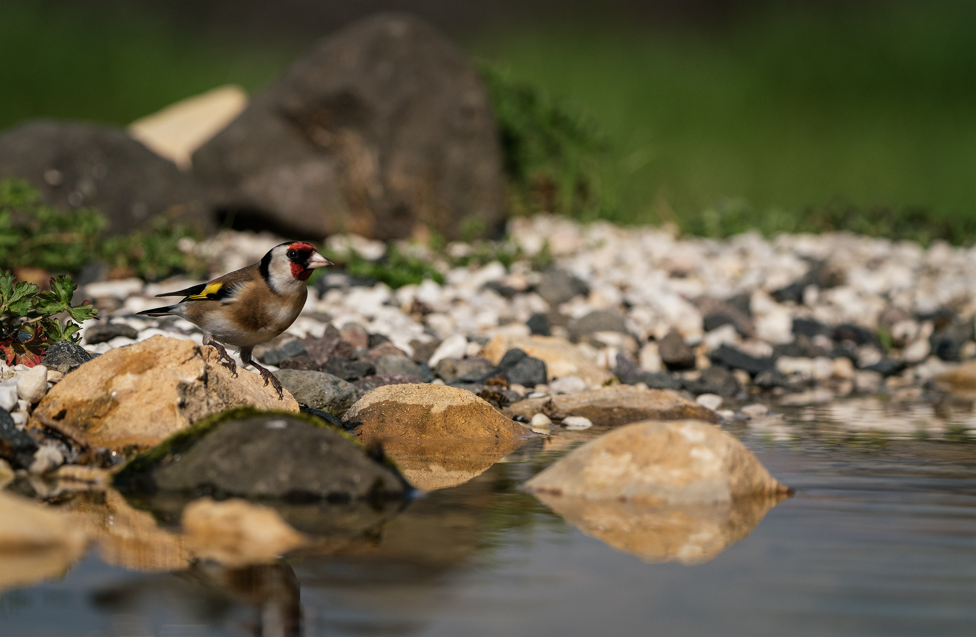 The Goldfinch (Carduelis carduelis)