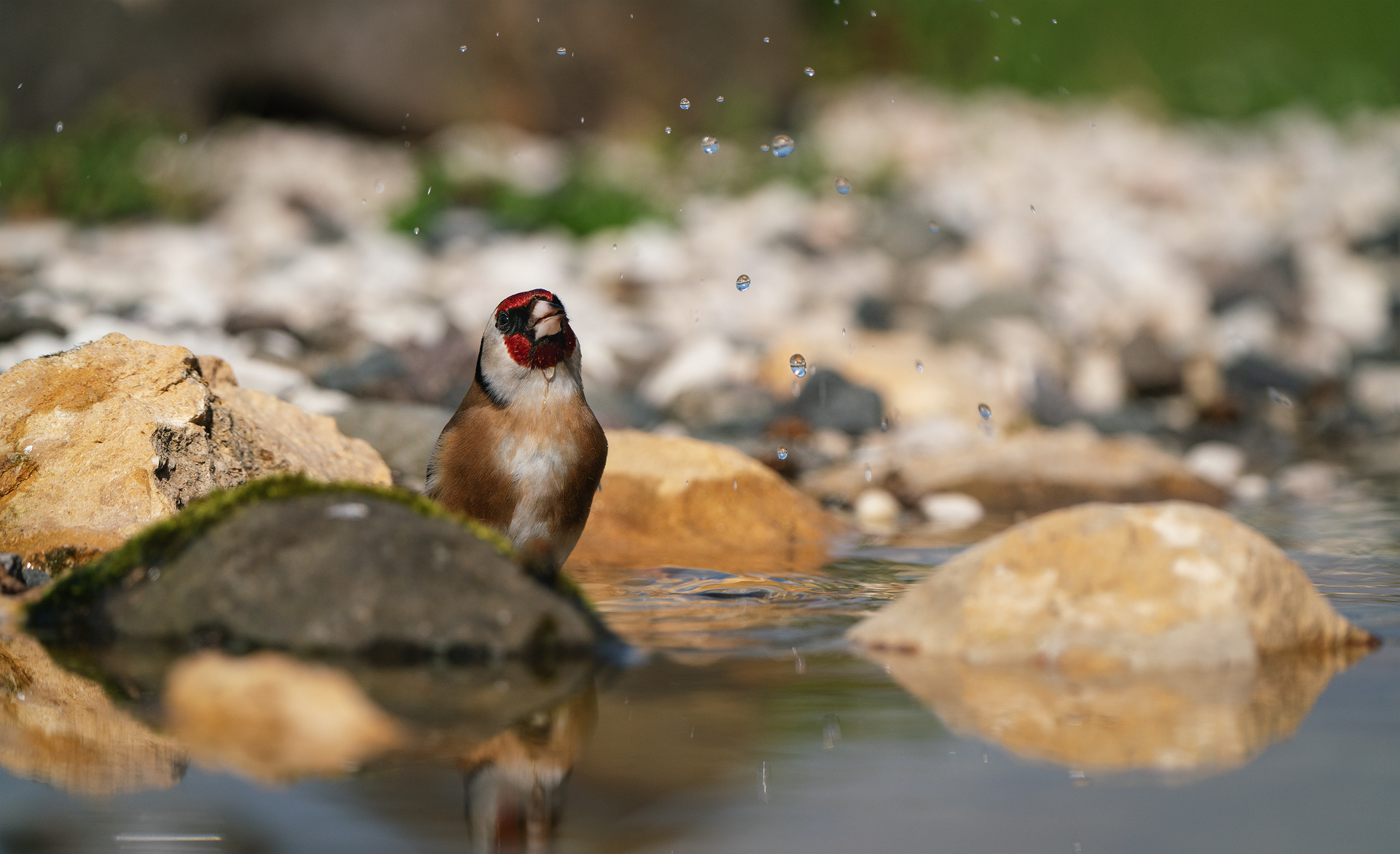 The goldfinch, but how thirsty were you?