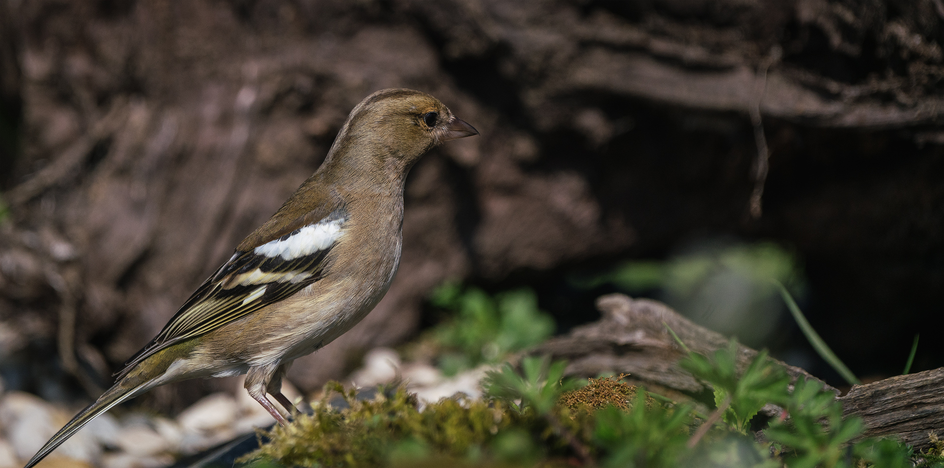 The chaffinch -Femina (Fringilla coelebs)
