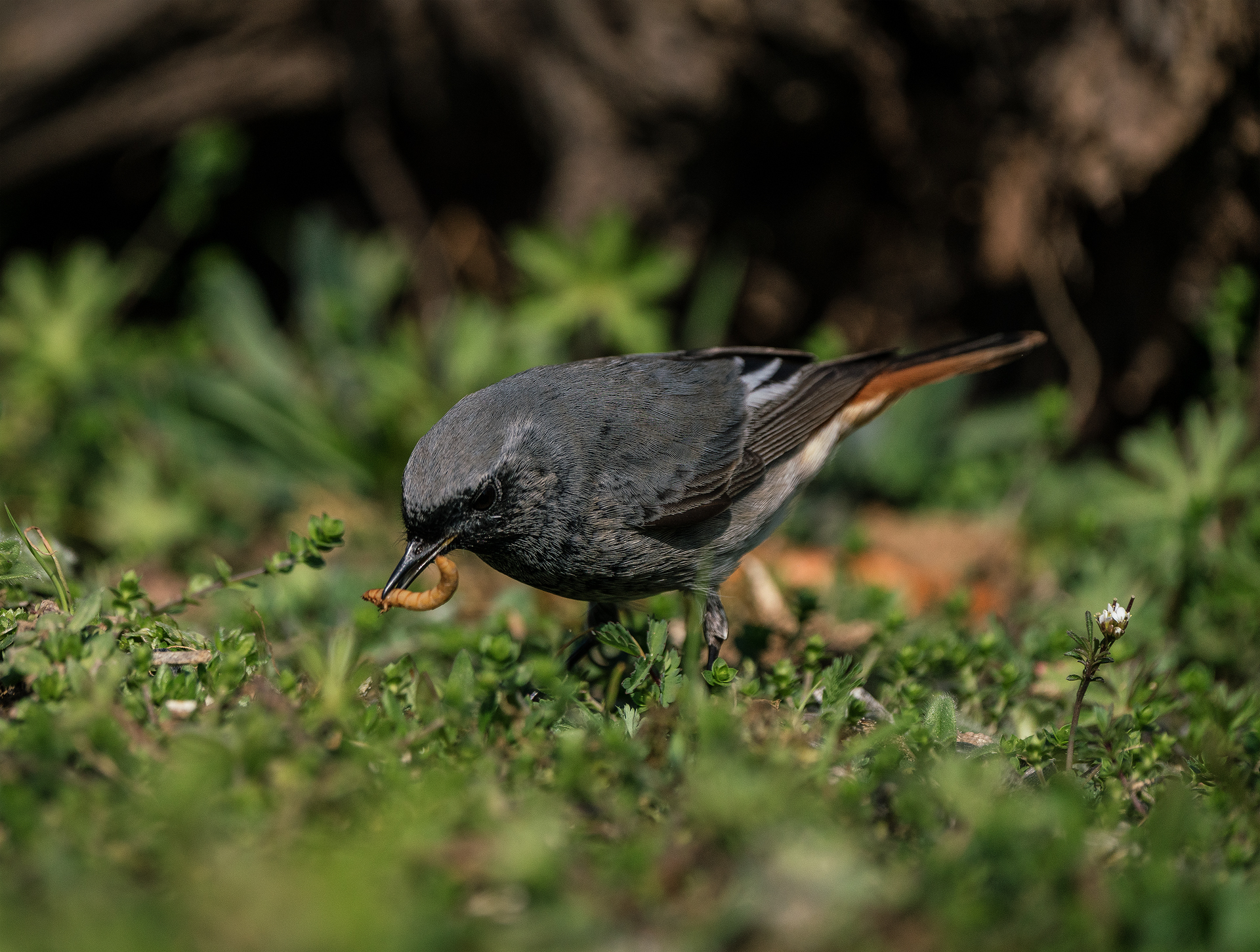 The Redstart Chimney Sweep, snack time