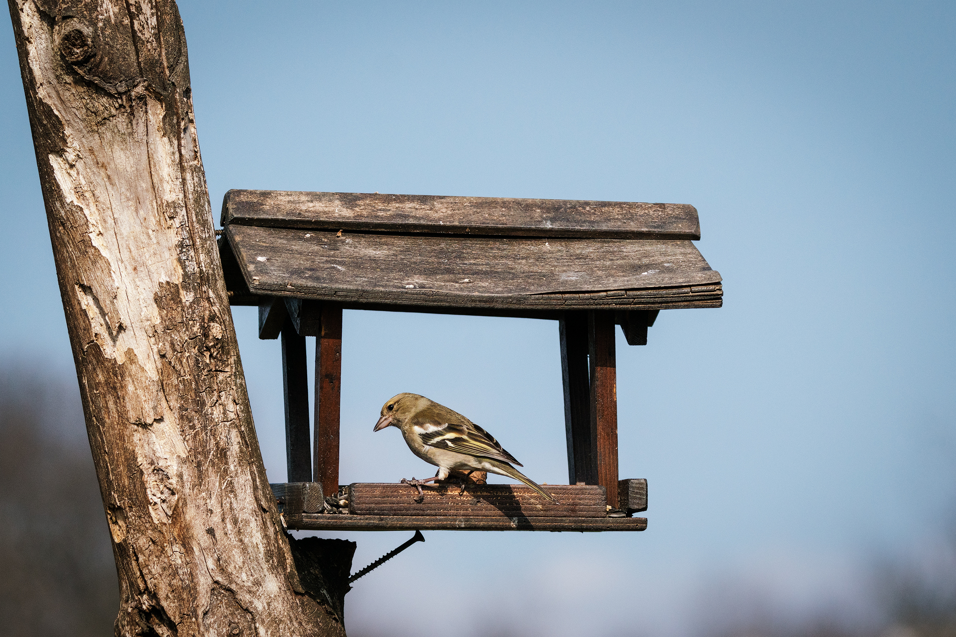 The Chaffinch-Femina