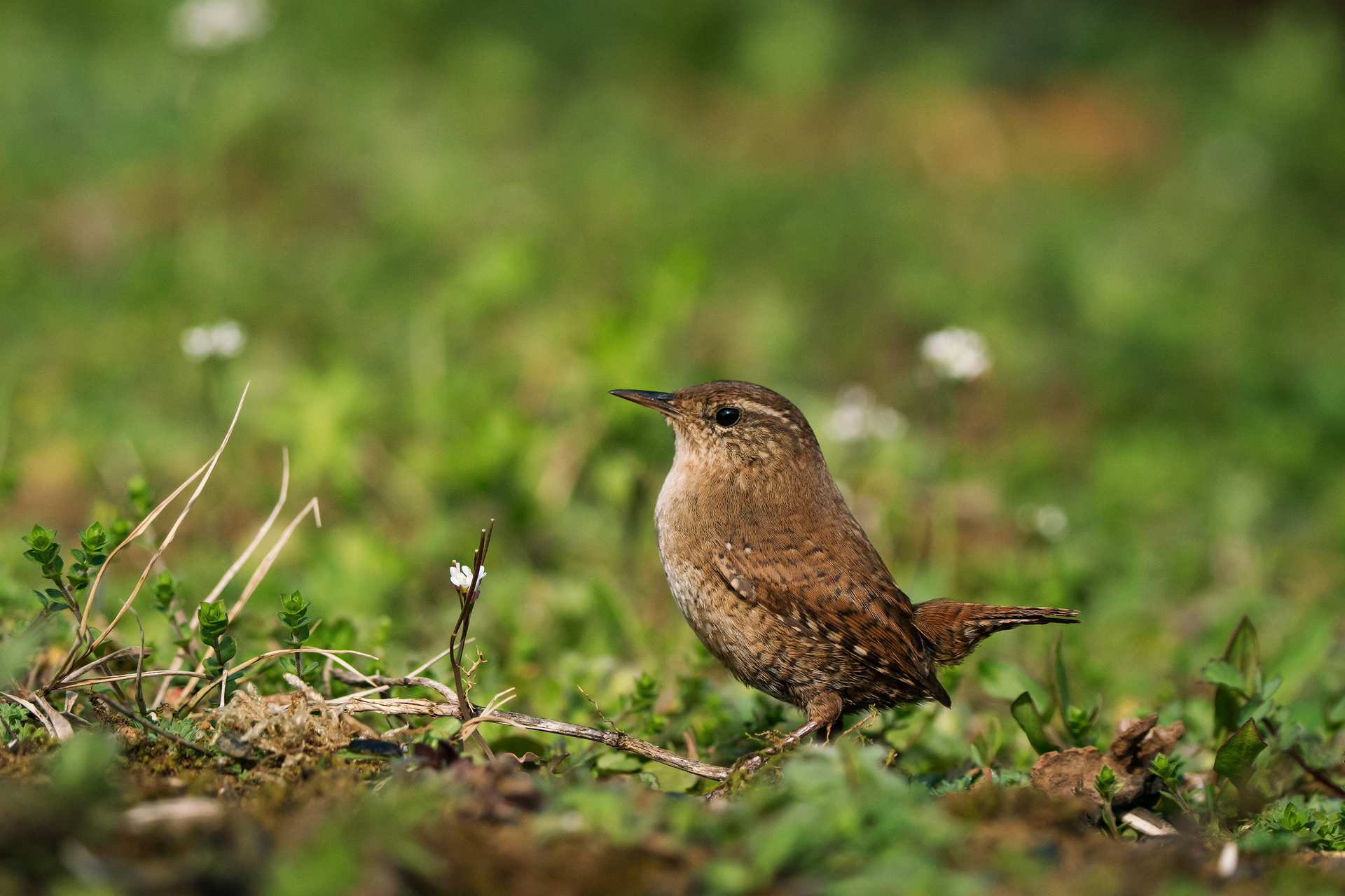 The common wren, also called reactinus