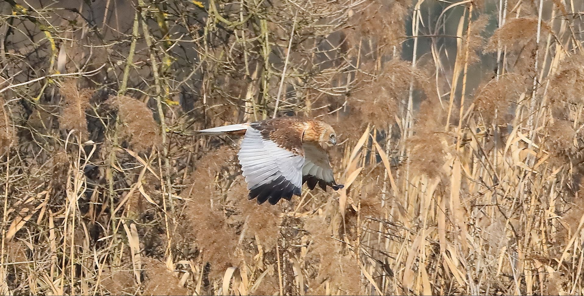 Falco di palude 03-02-2023