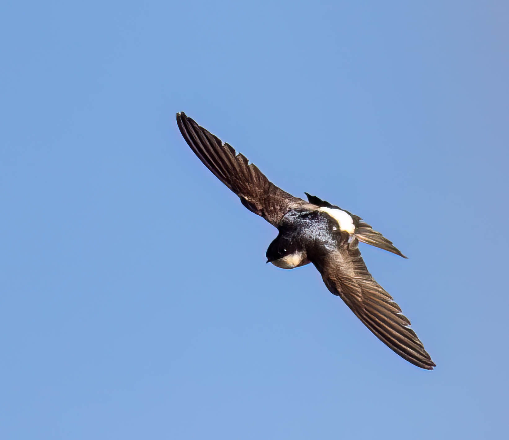 House martin