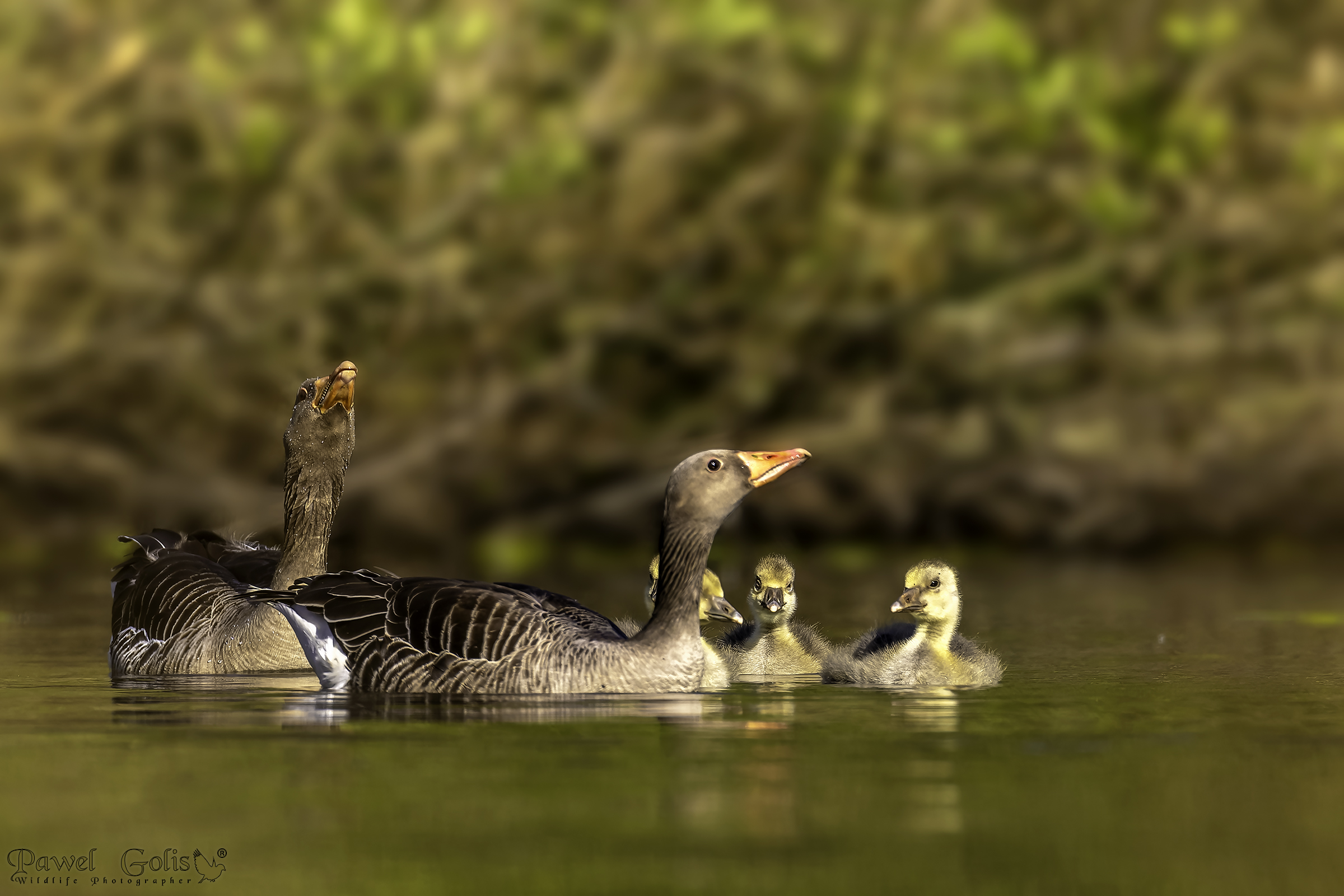 Oca grigia (Anser anser)