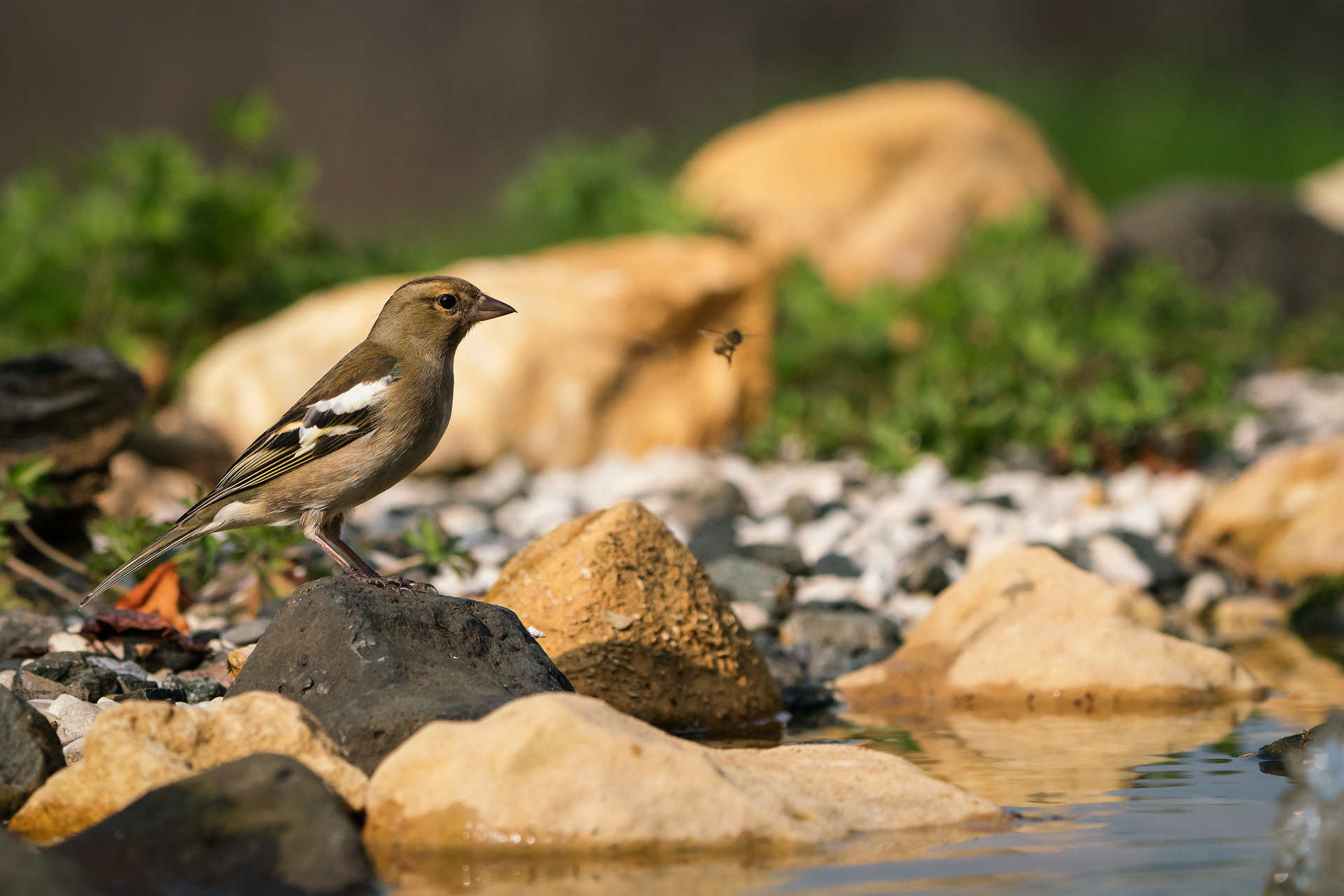 Chaffinch