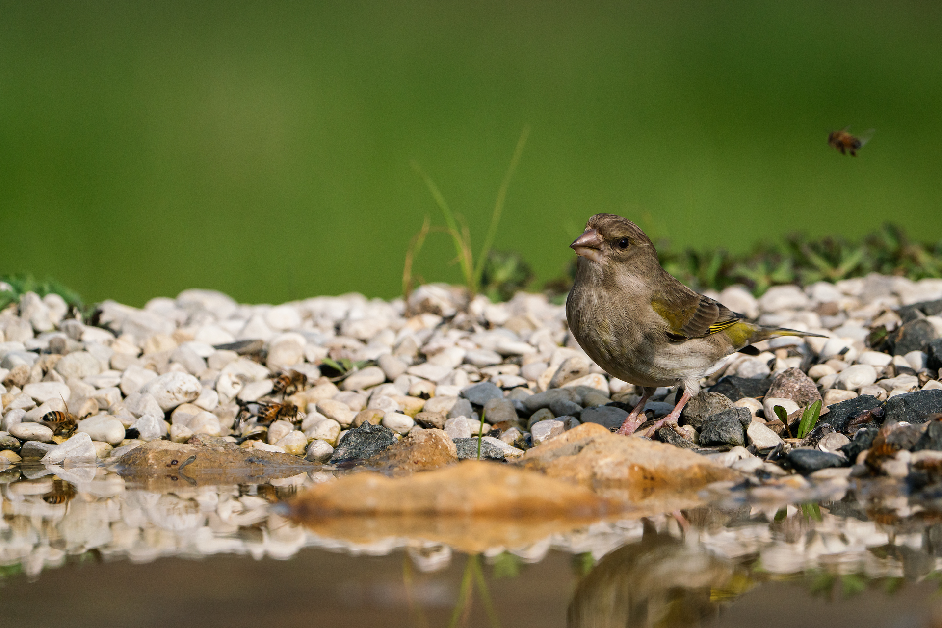 Chaffinch