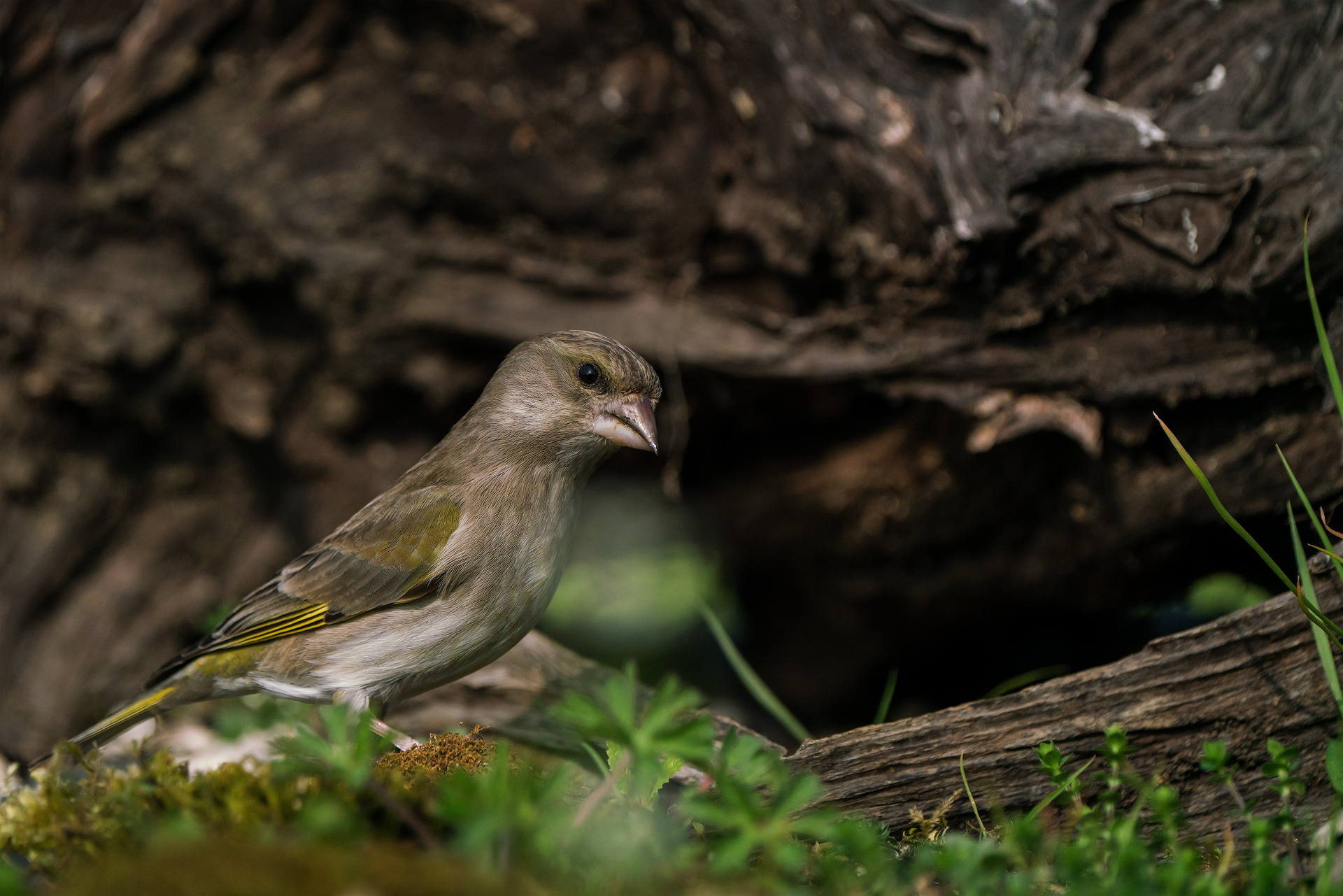 Chaffinch