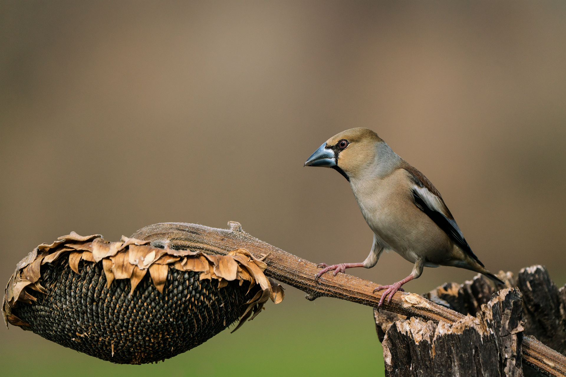 Hawfinch
