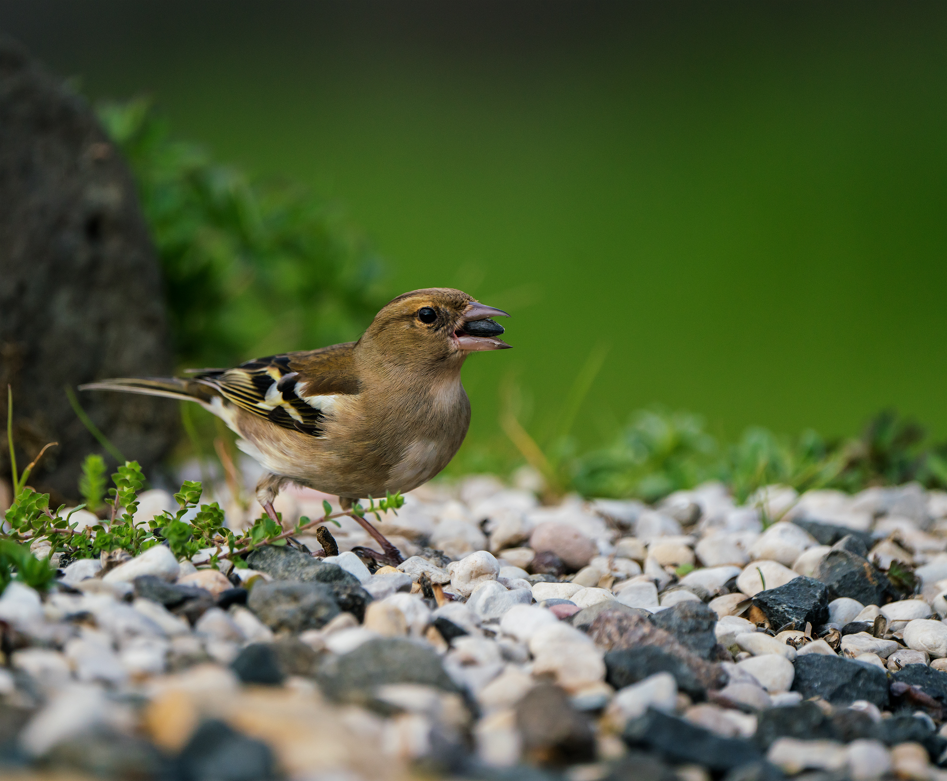 Chaffinch