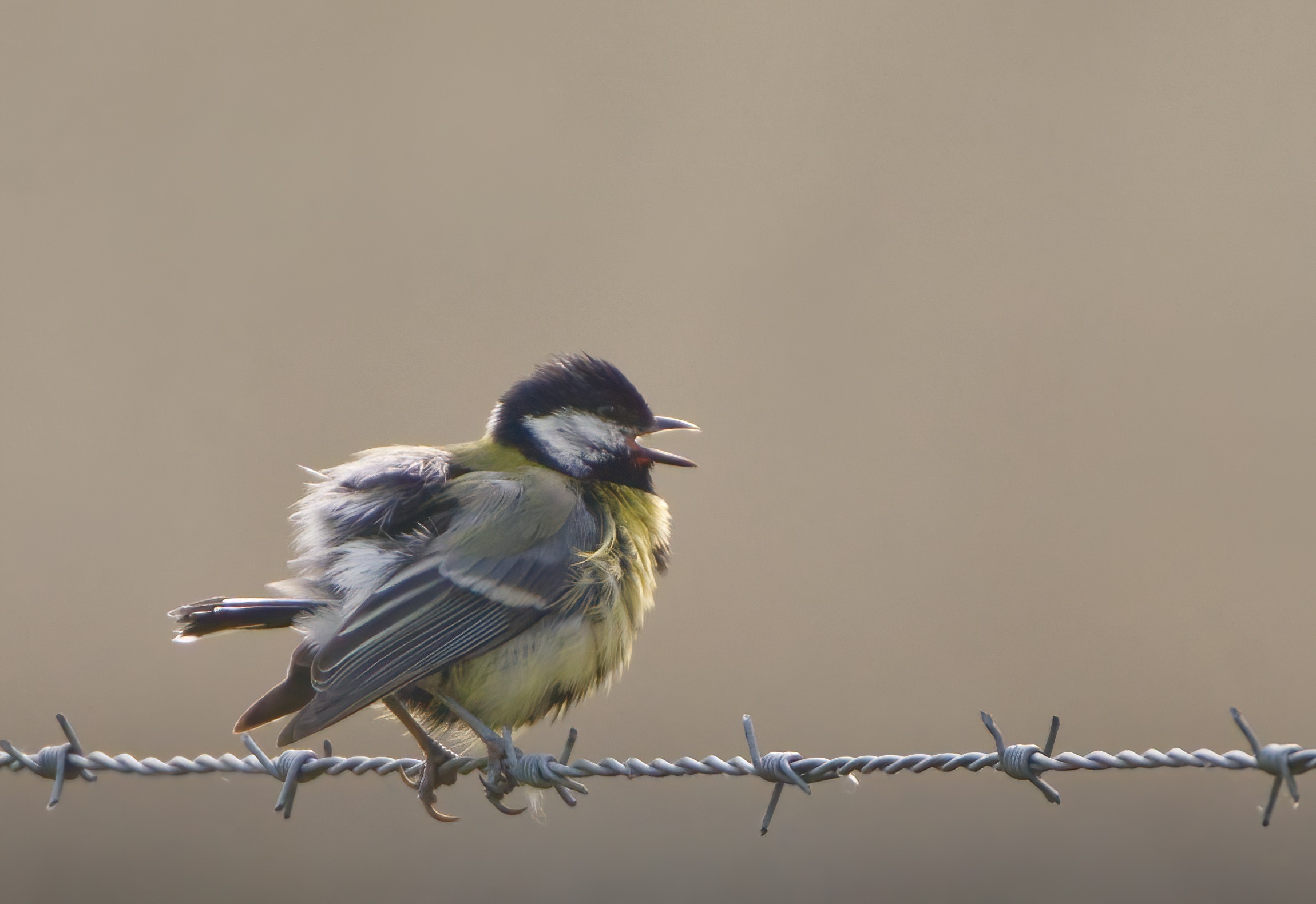 La cinciallegra scapigliata