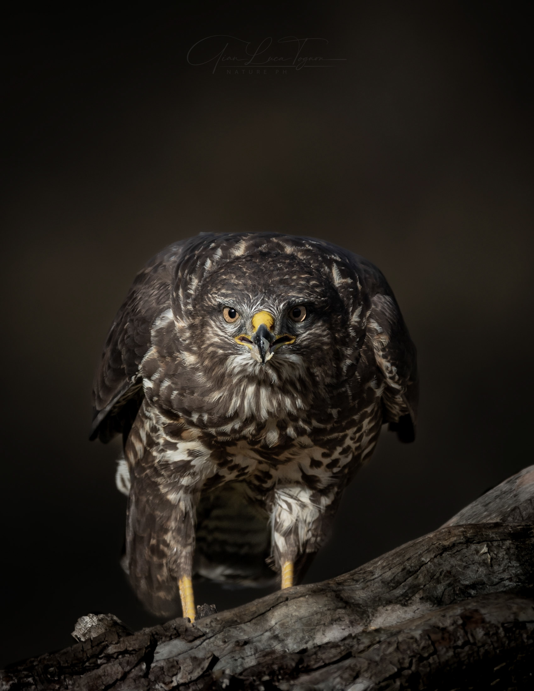 luce e ombra | light and shadow