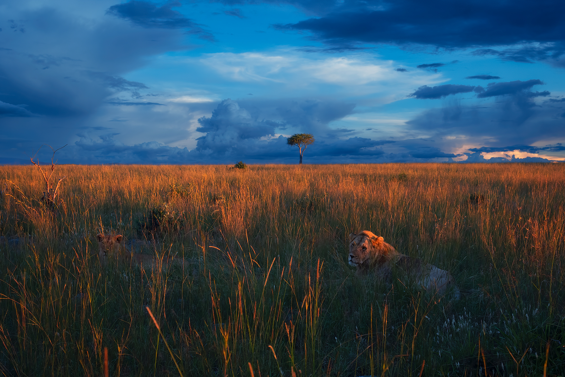 L'ultima luce nella Savana