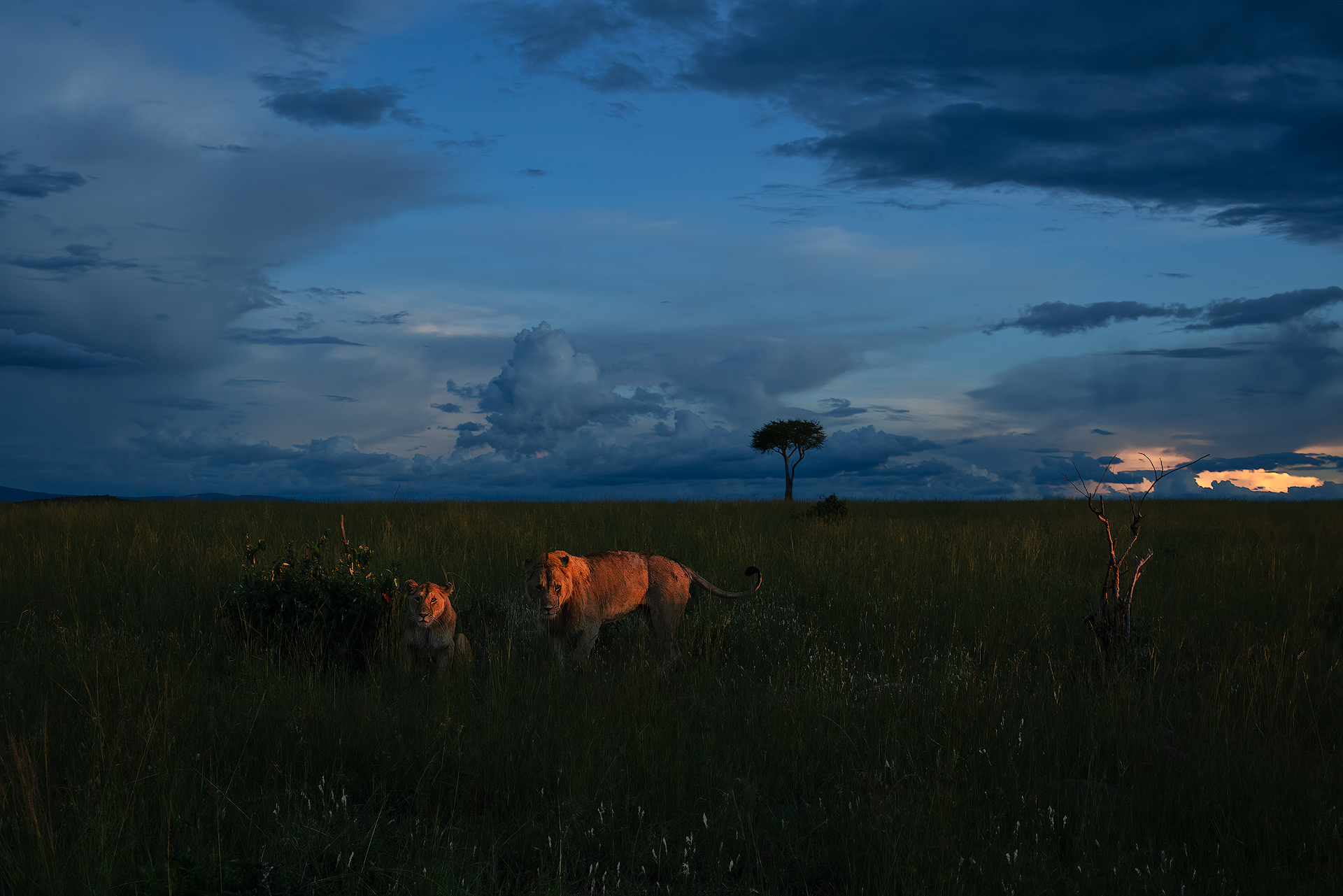 L'ultima luce nella Savana