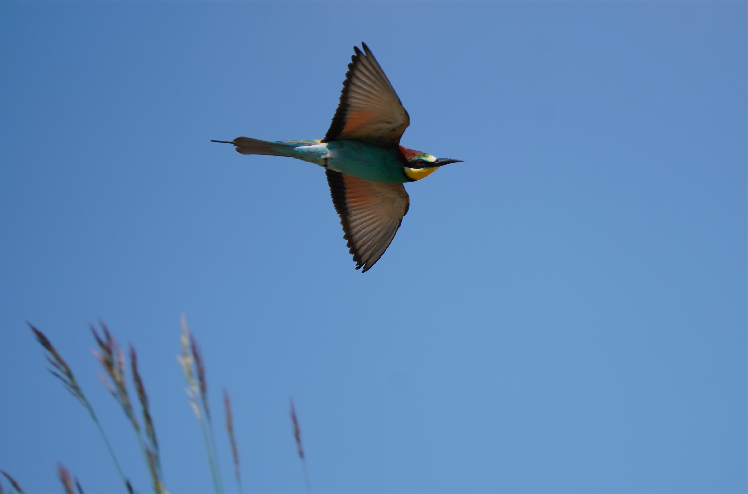 bee-eater
