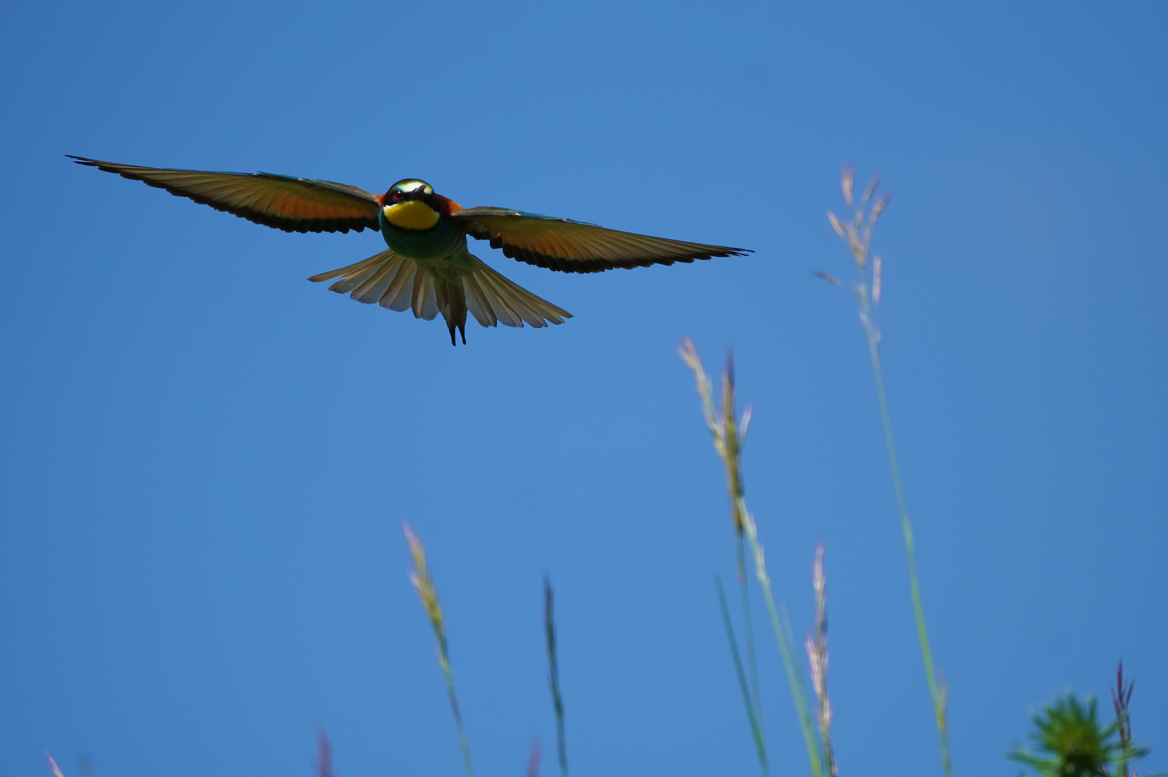 Bee-eater1