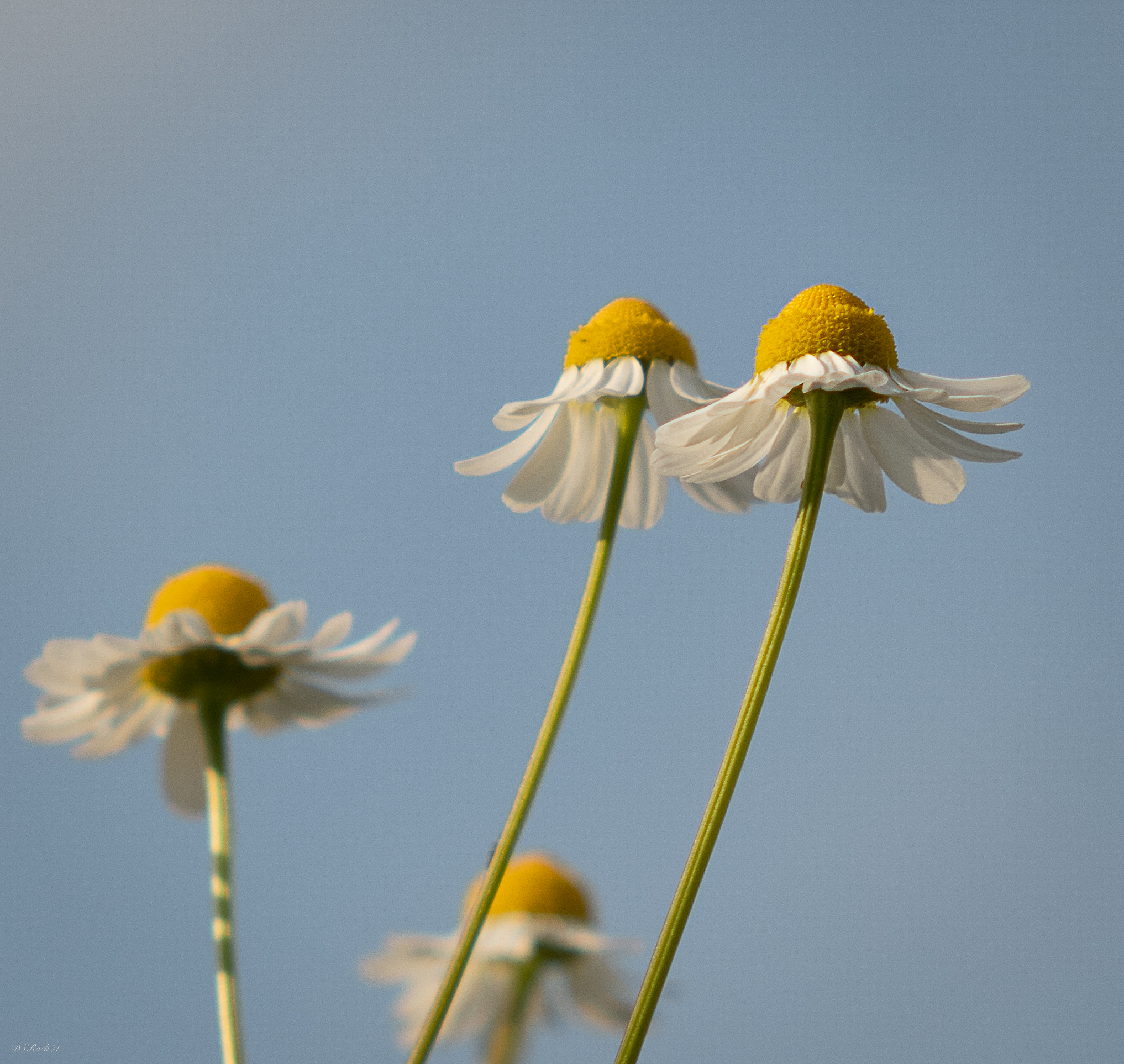 From the point of view of ants