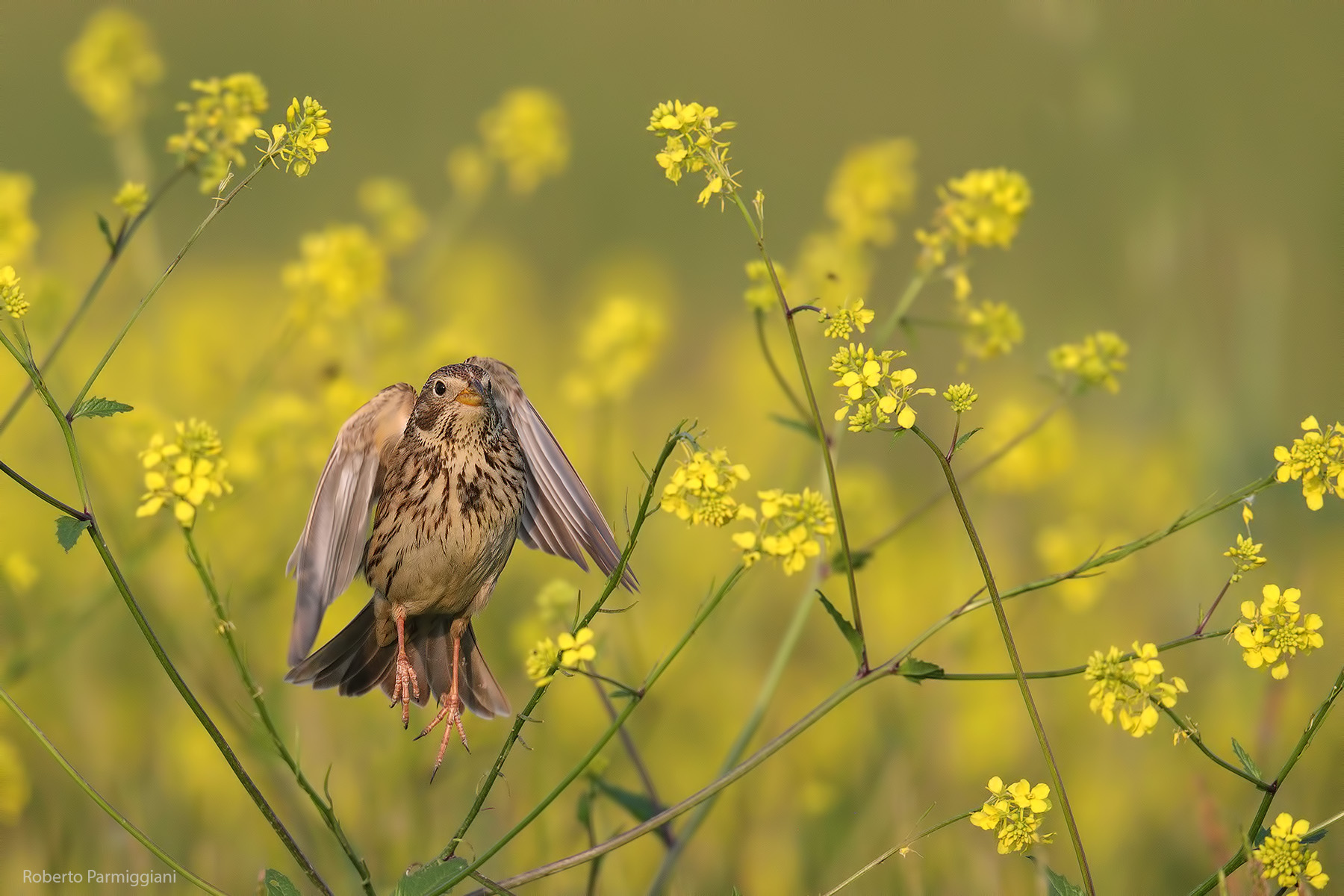 Lo stacco tra i fiori