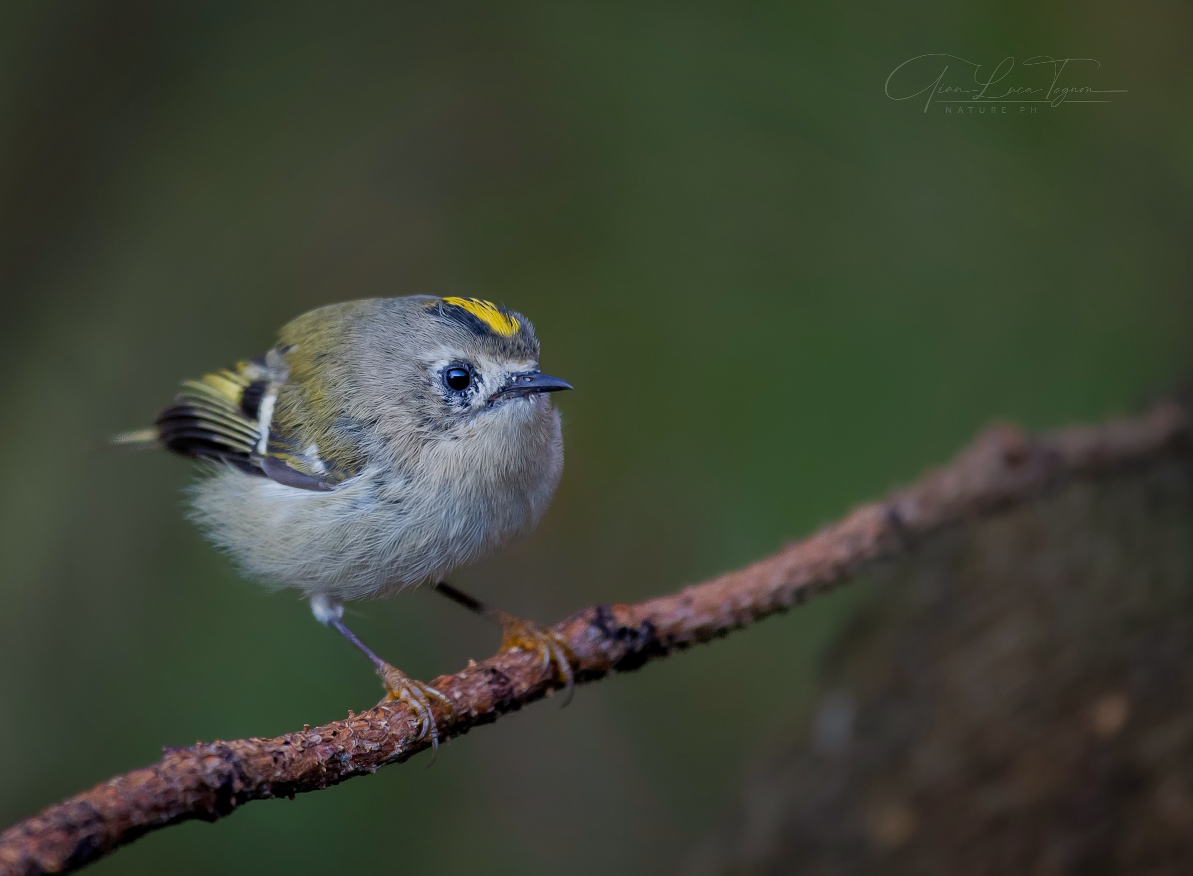 la bellezza inebria i sensi, ma la dolcezza ...