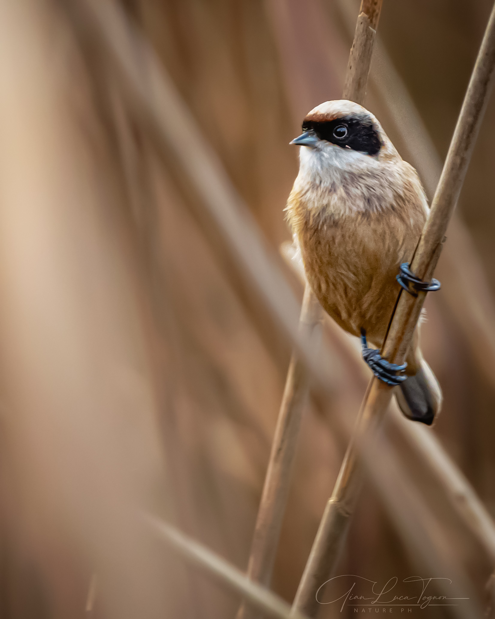 in the reeds | in the reeds