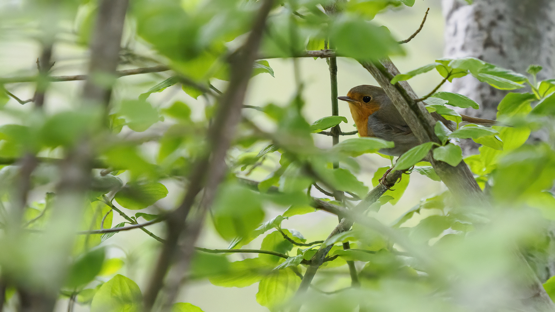 Robin
