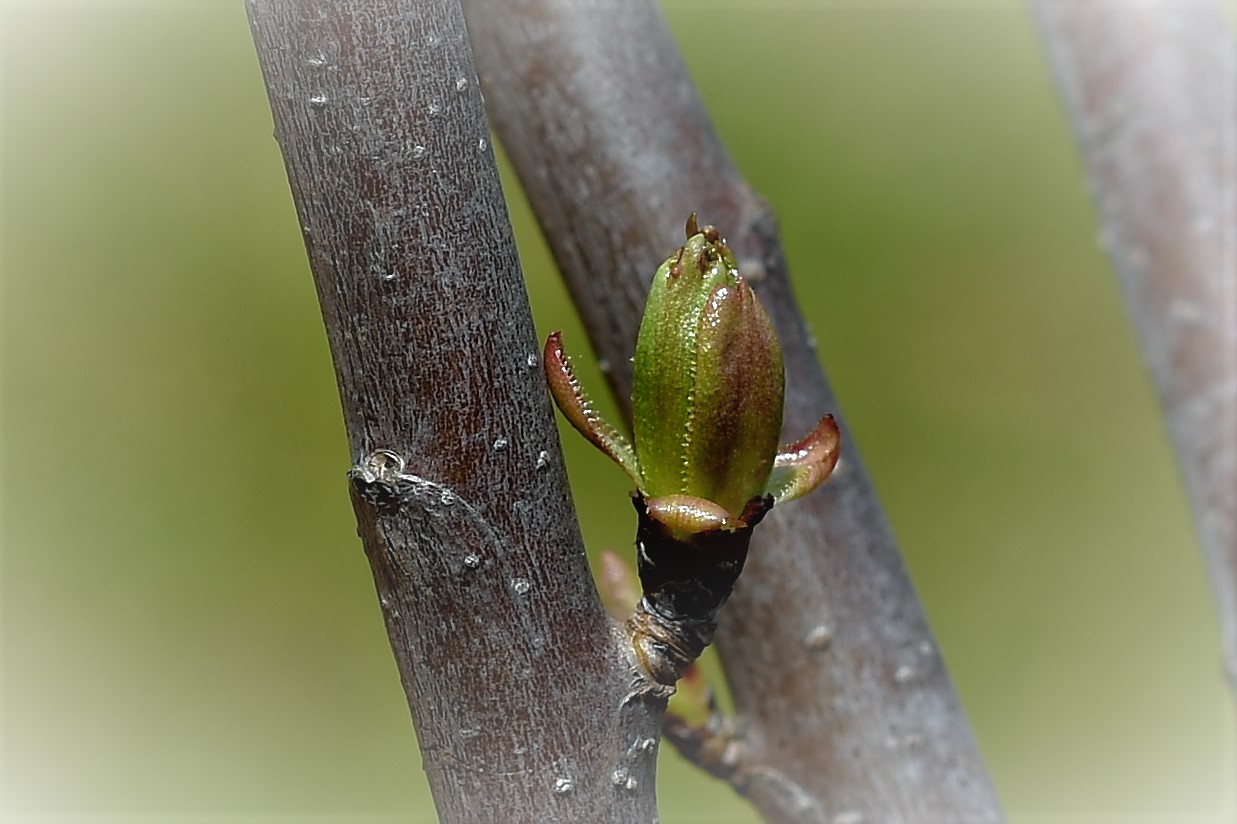 natura minimal