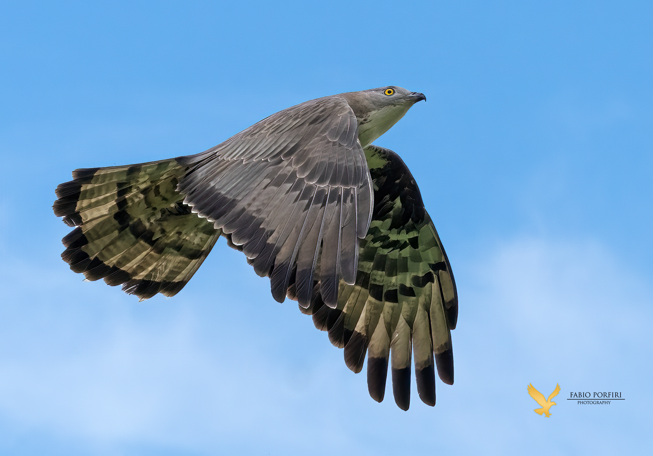 .... Falco pecchiaiolo