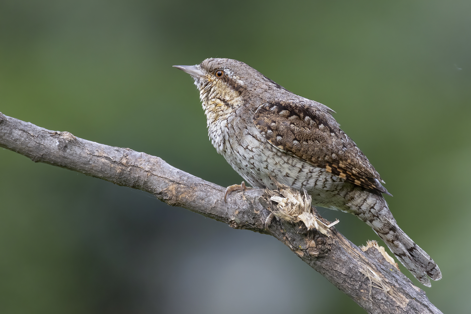 too photogenic, stiff neck