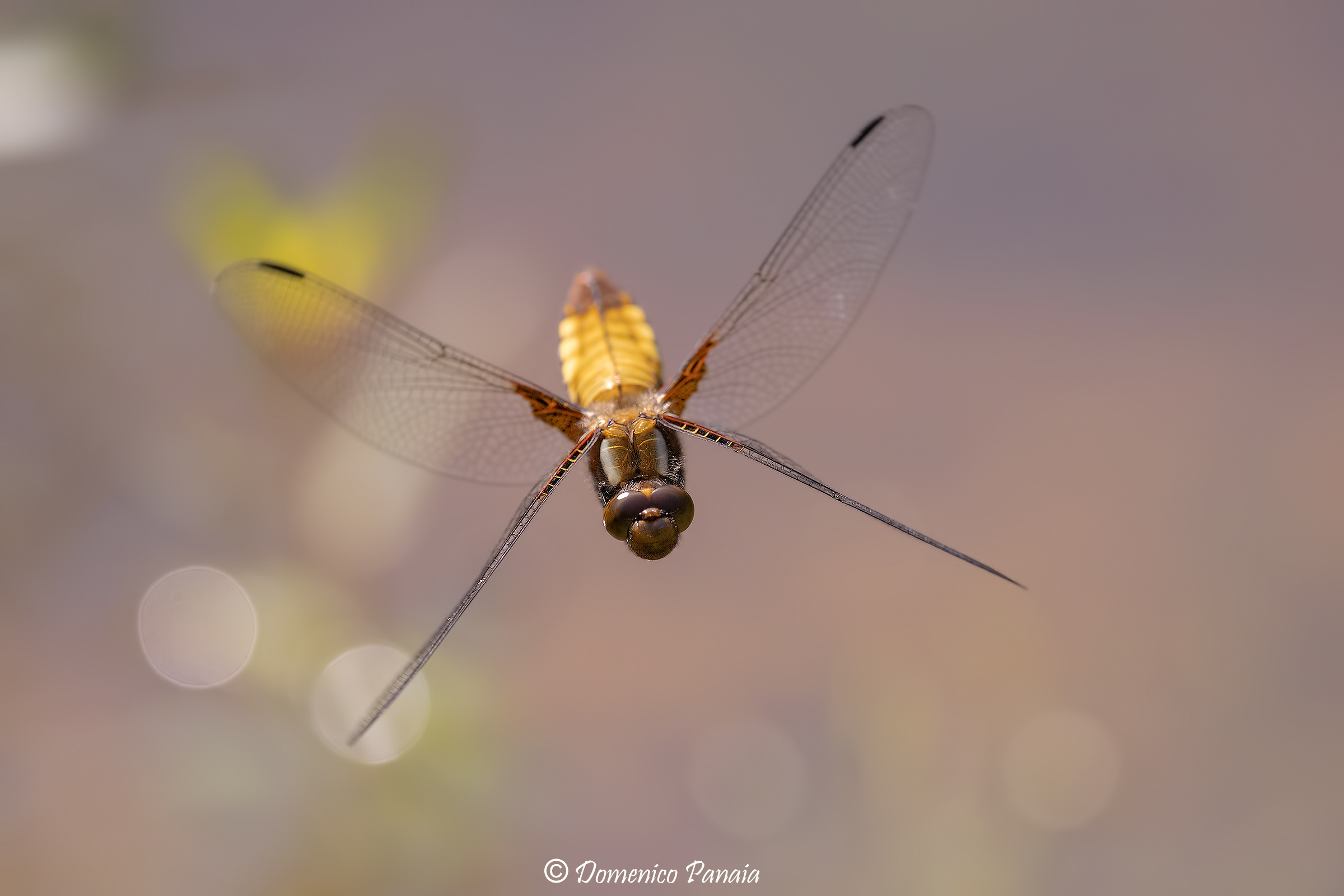 libellula depressa femmina